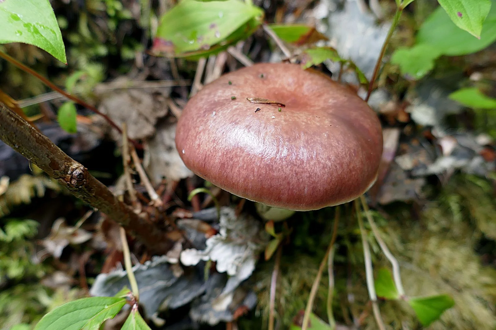 A pretty mushroom on the trail