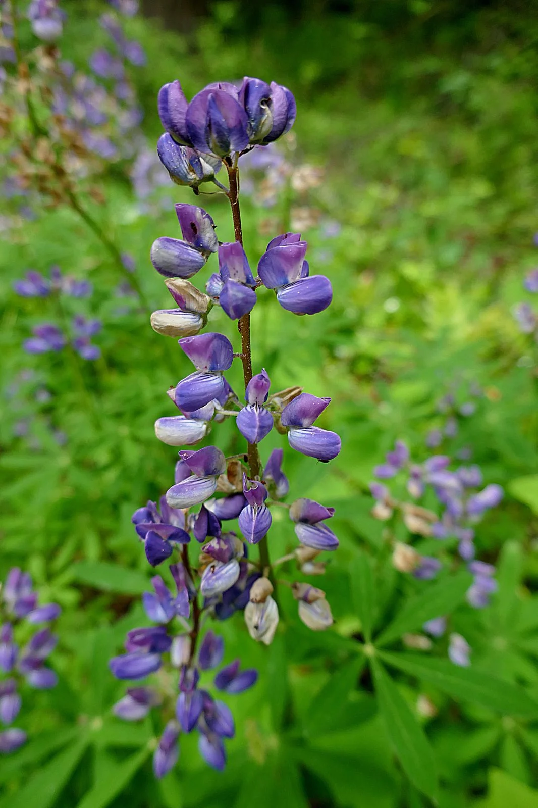 Beautiful flower along the trail -- Broadleaf Lupine