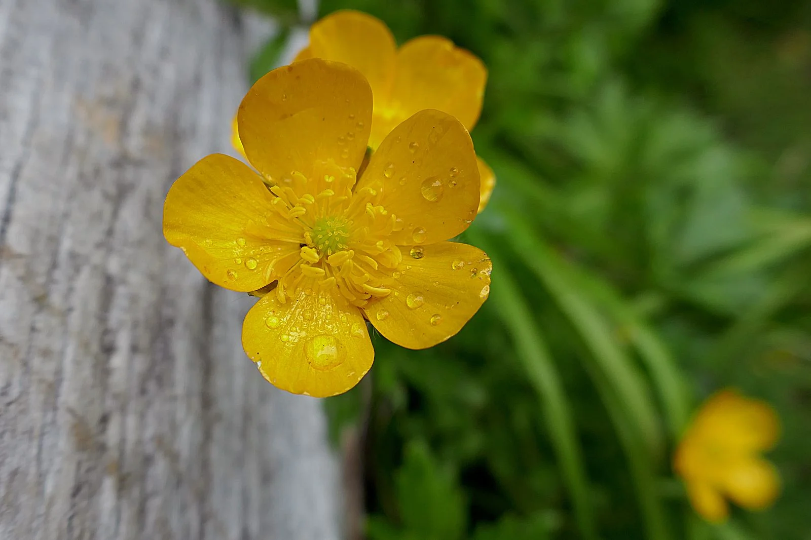 I like the water droplets on the peddles -- Shrubby Cinquefoil