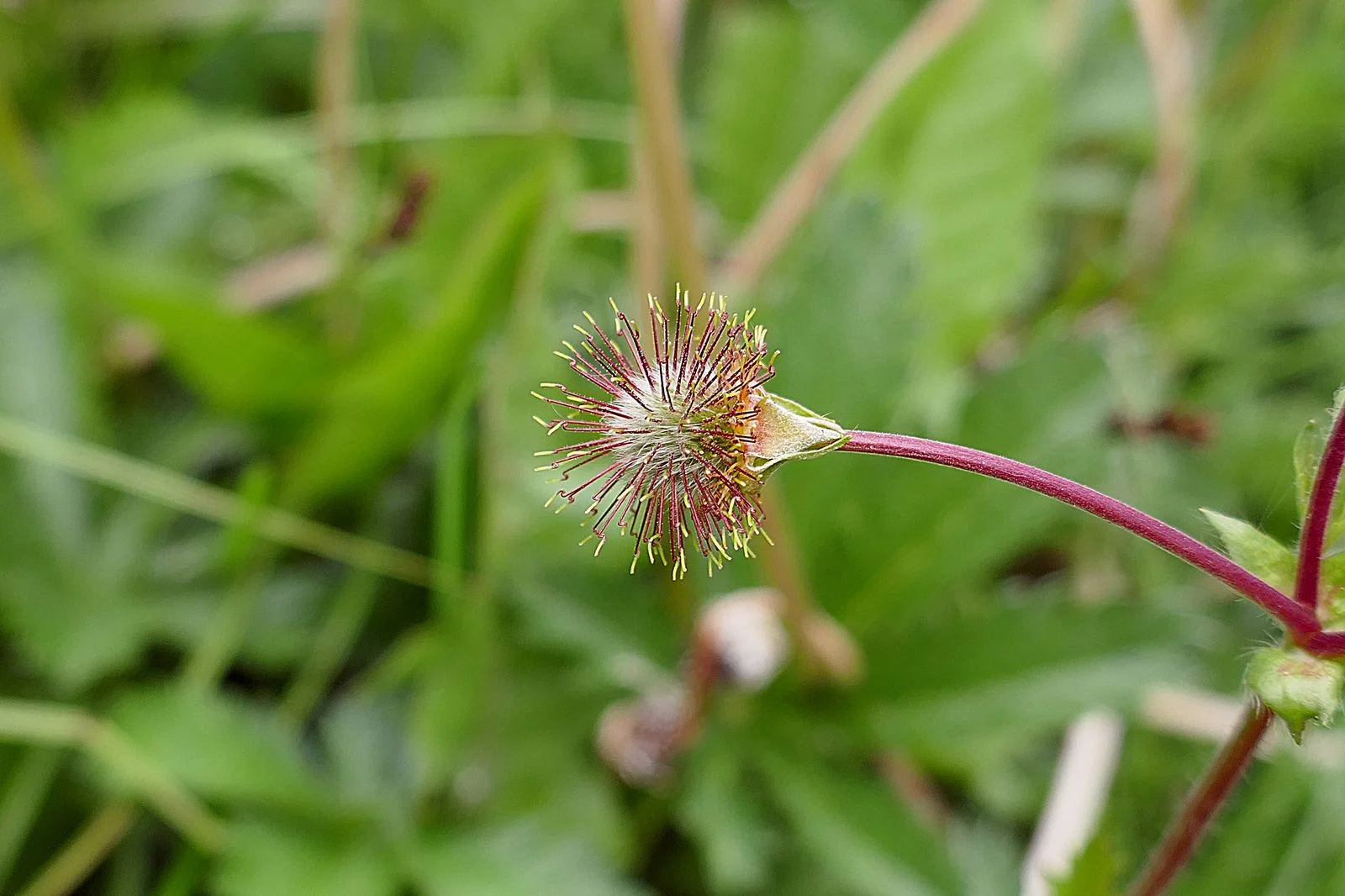 Going to seed -- not sure flower type