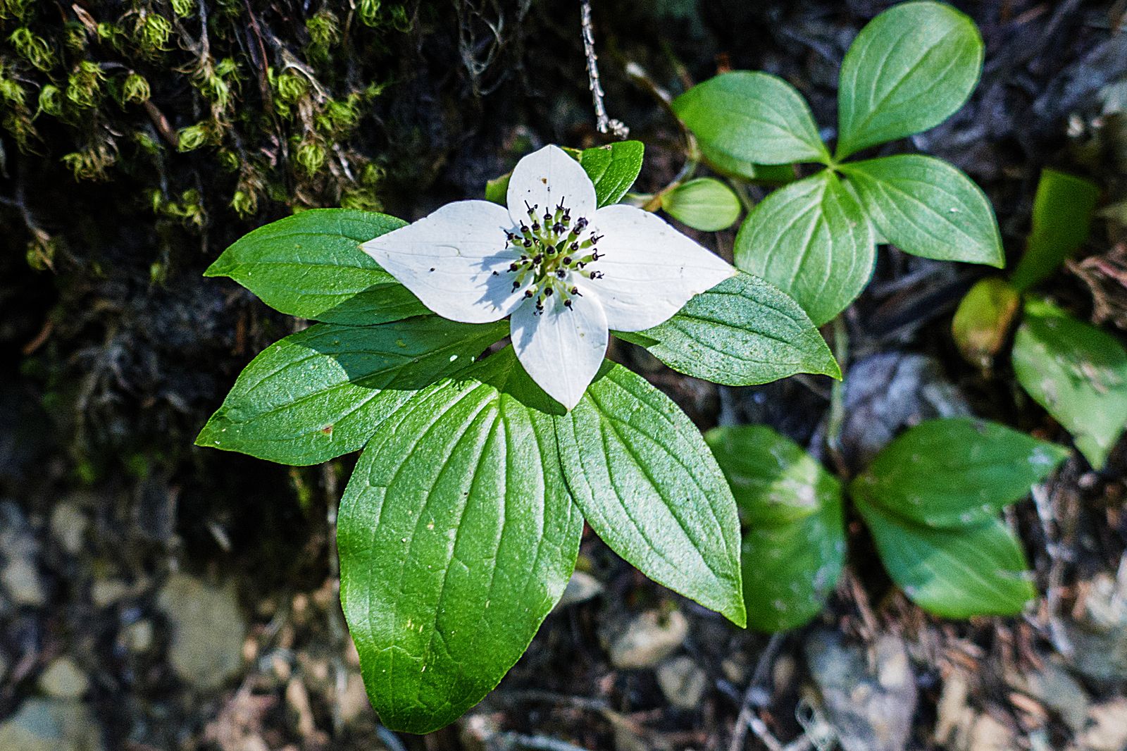  Very pretty ground cover -- Alaskan bunchberry Dogwood Family 