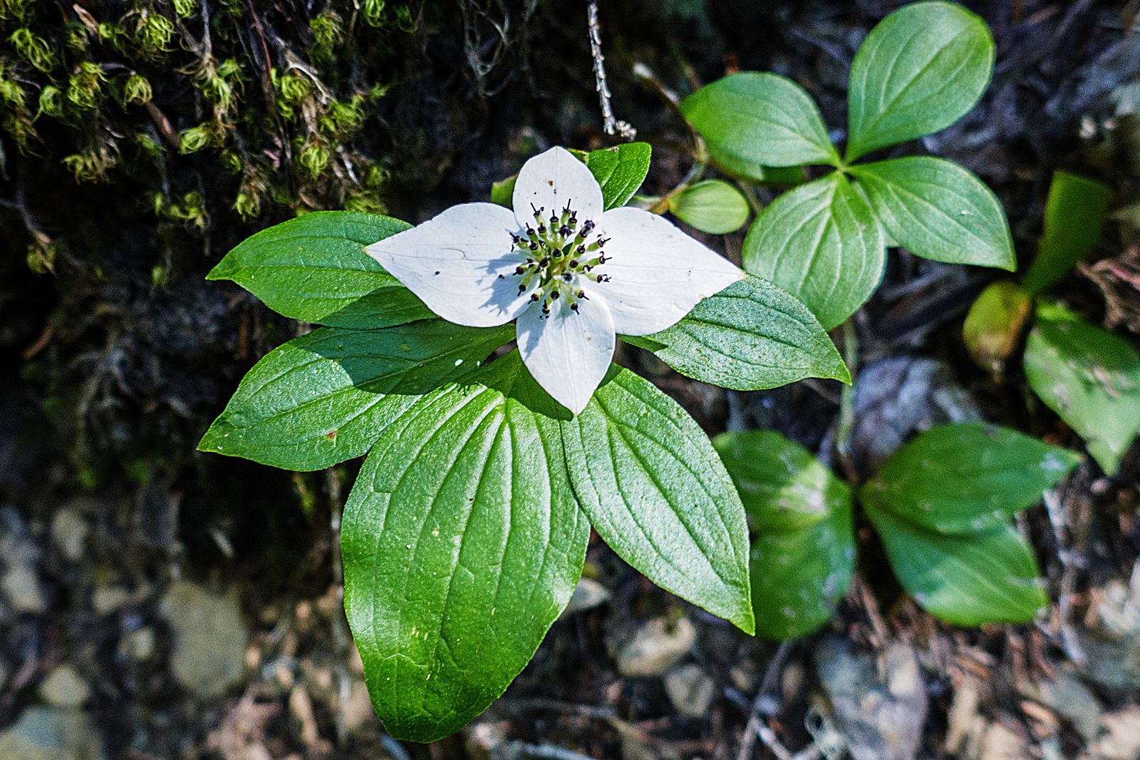 Very pretty ground cover -- Alaskan bunchberry Dogwood Family