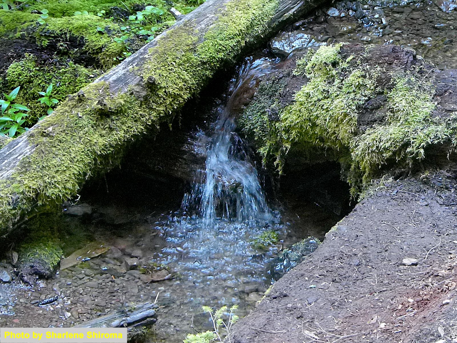  A little waterfall which made nice sounds 