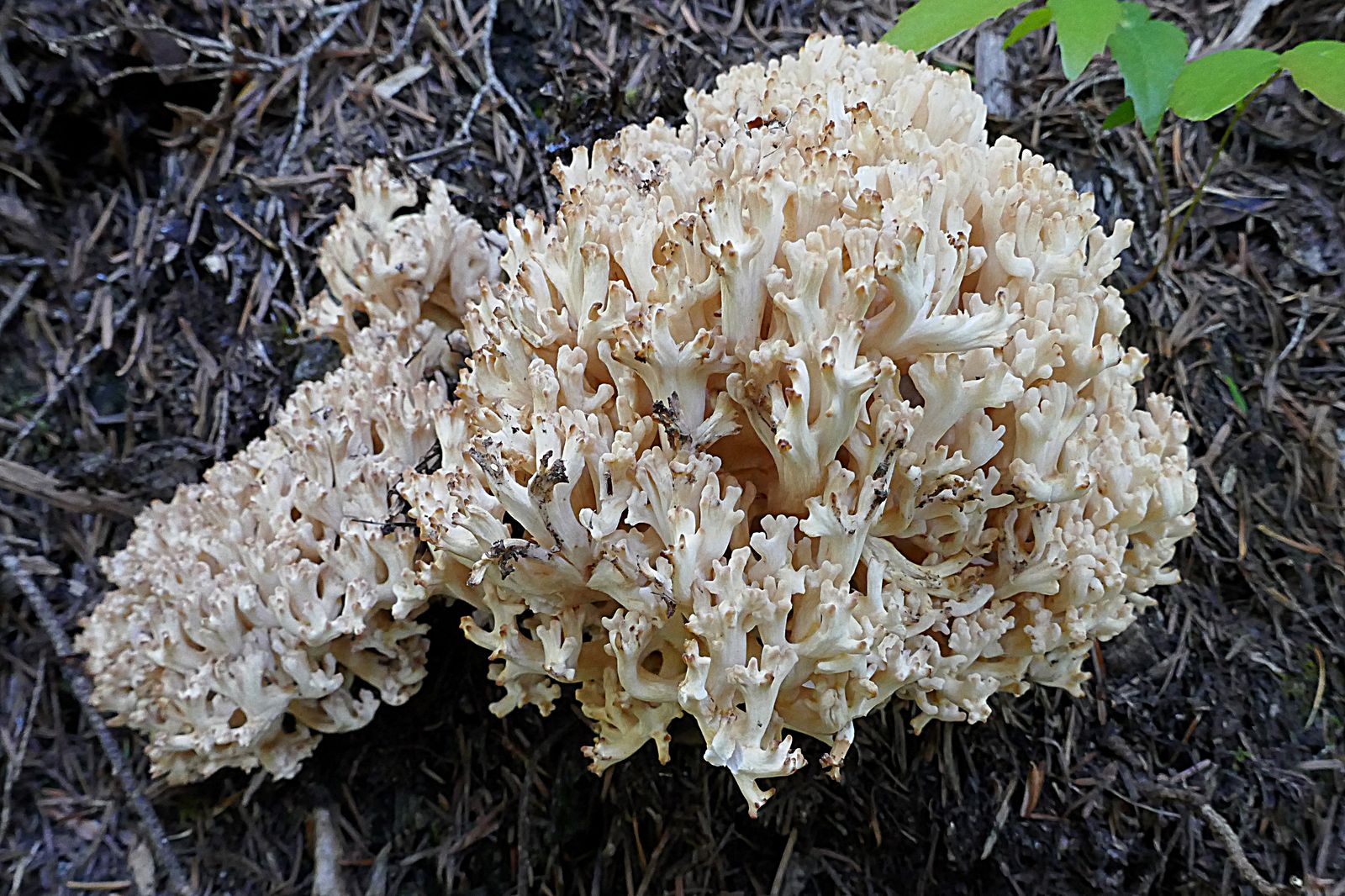 A type of Coral fungi 