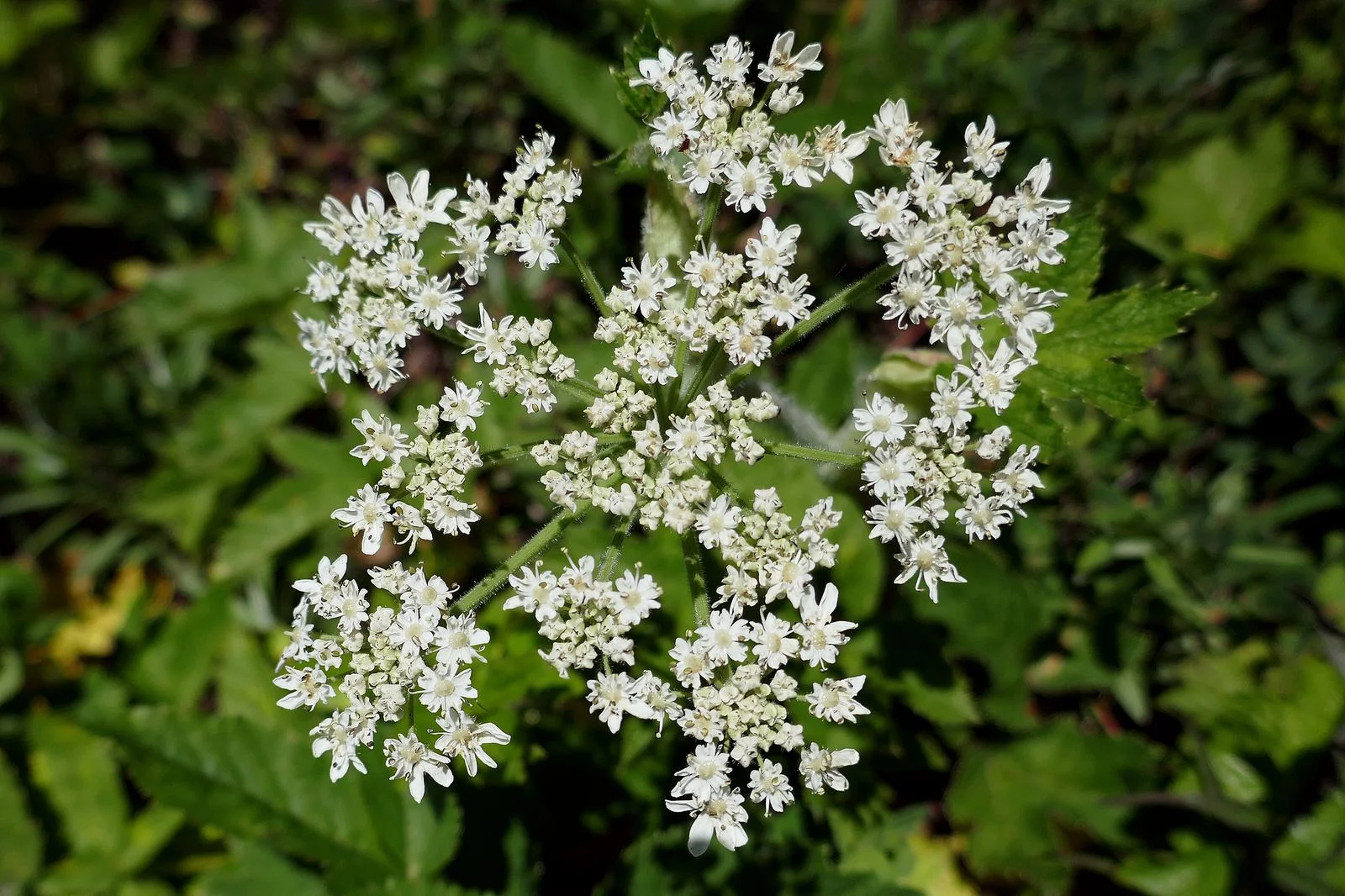 White Spiraea