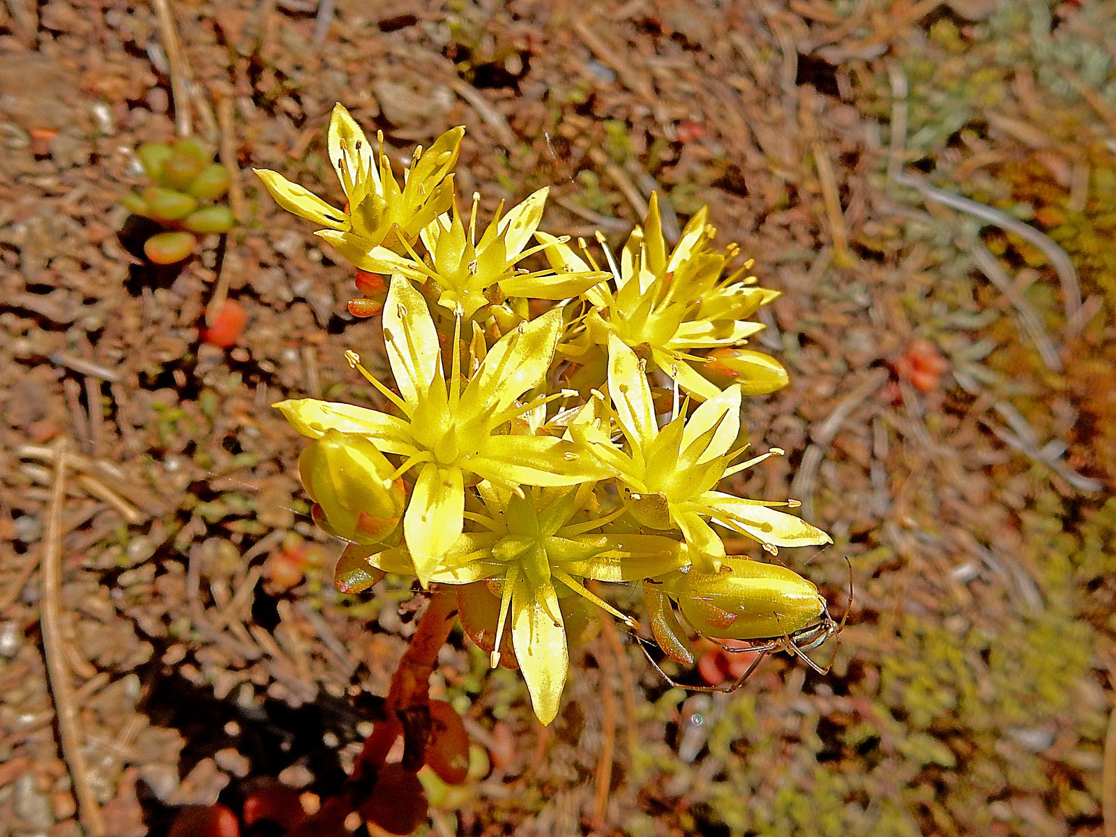  Pacific Stonecrop 