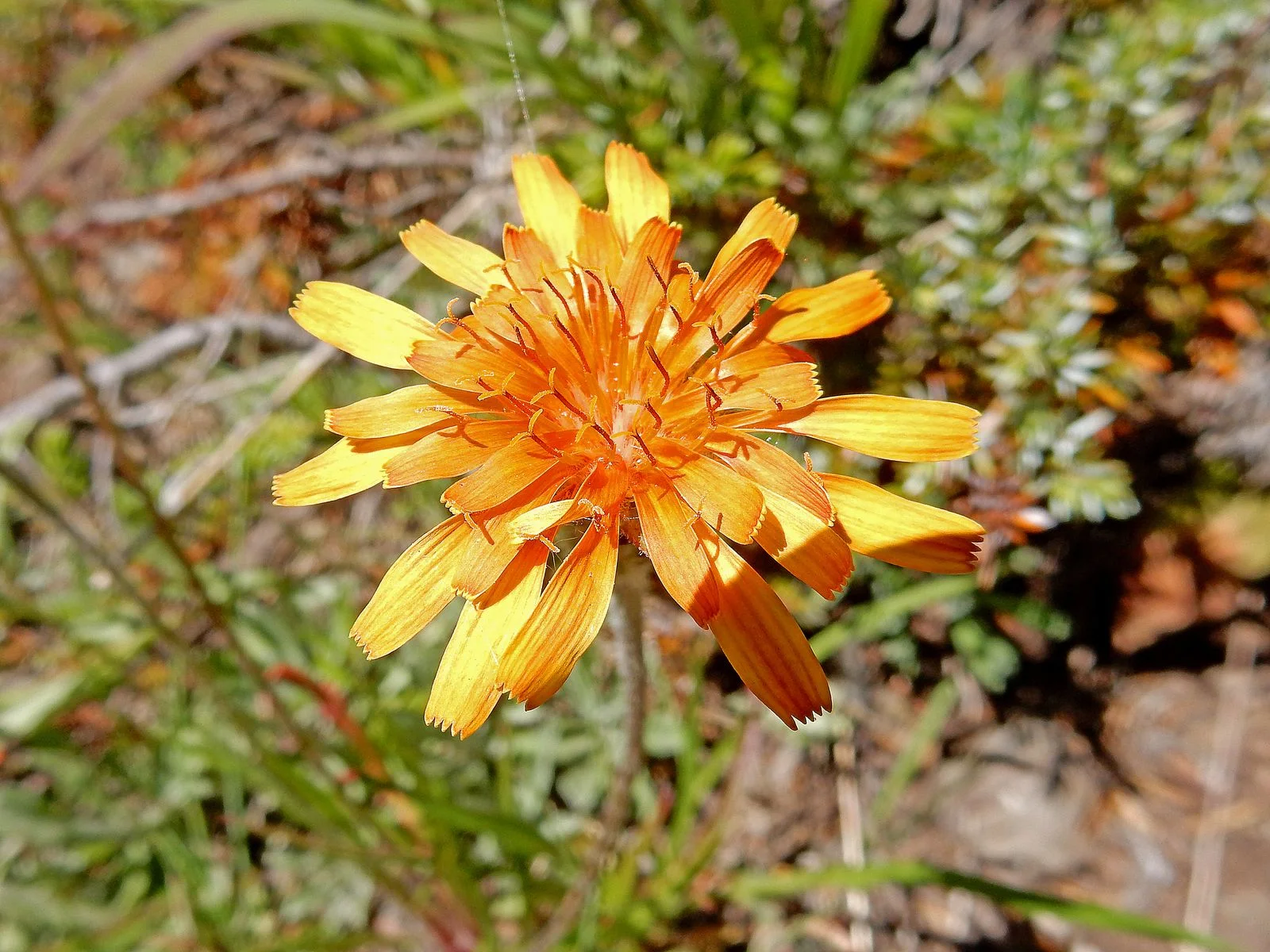 Lyall's Goldenweed