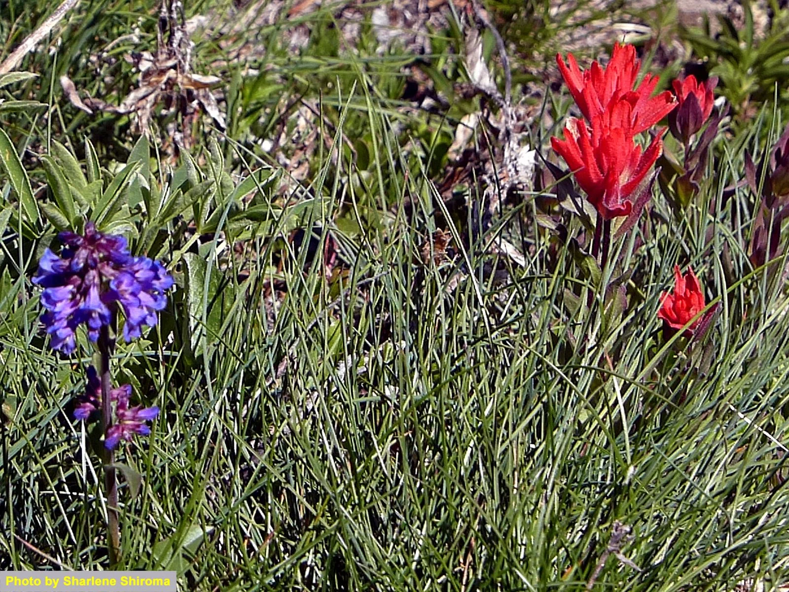 Pretty flowers were everywhere