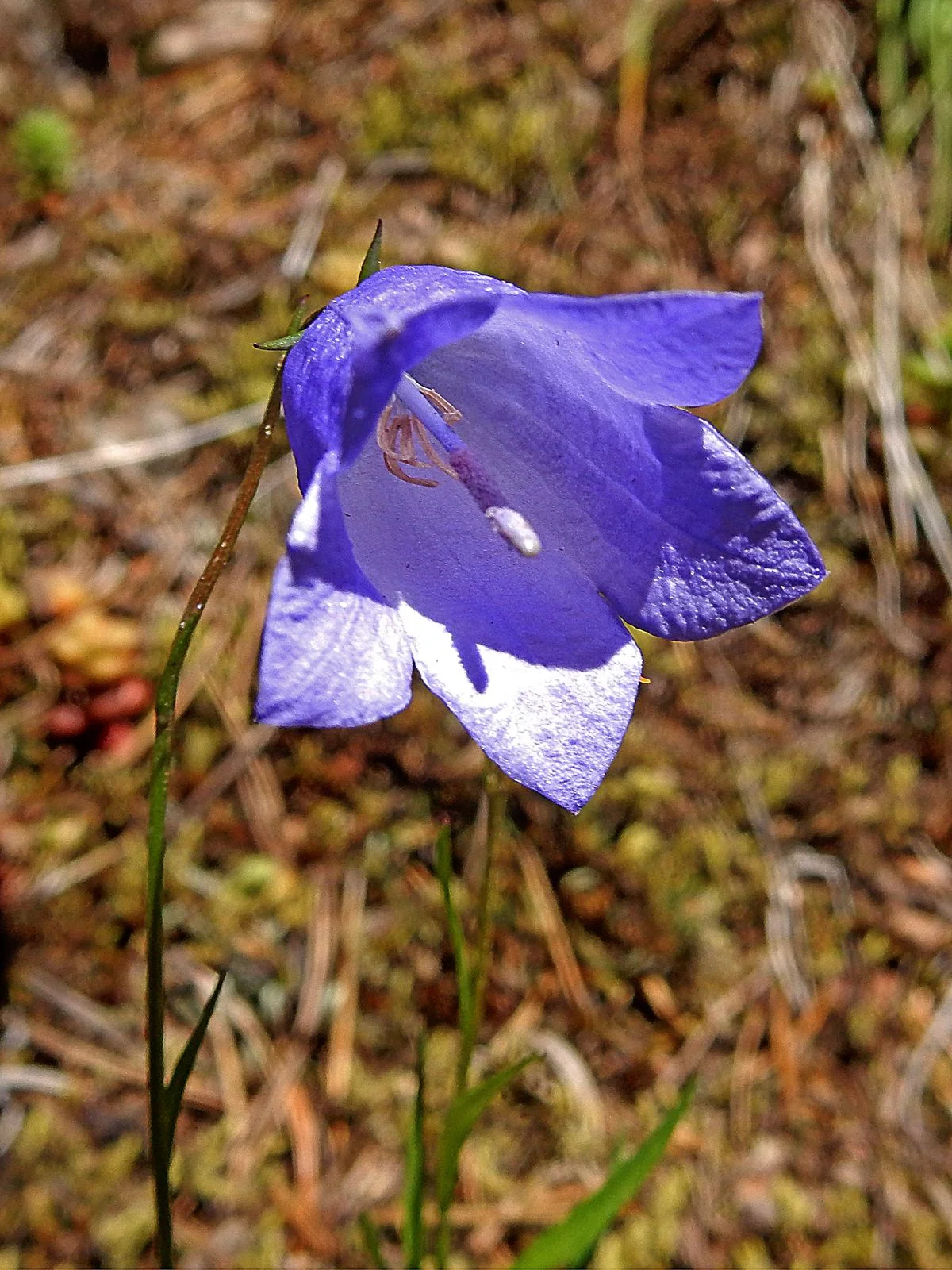 Bluebell-of-Scotland -- Harebell Family