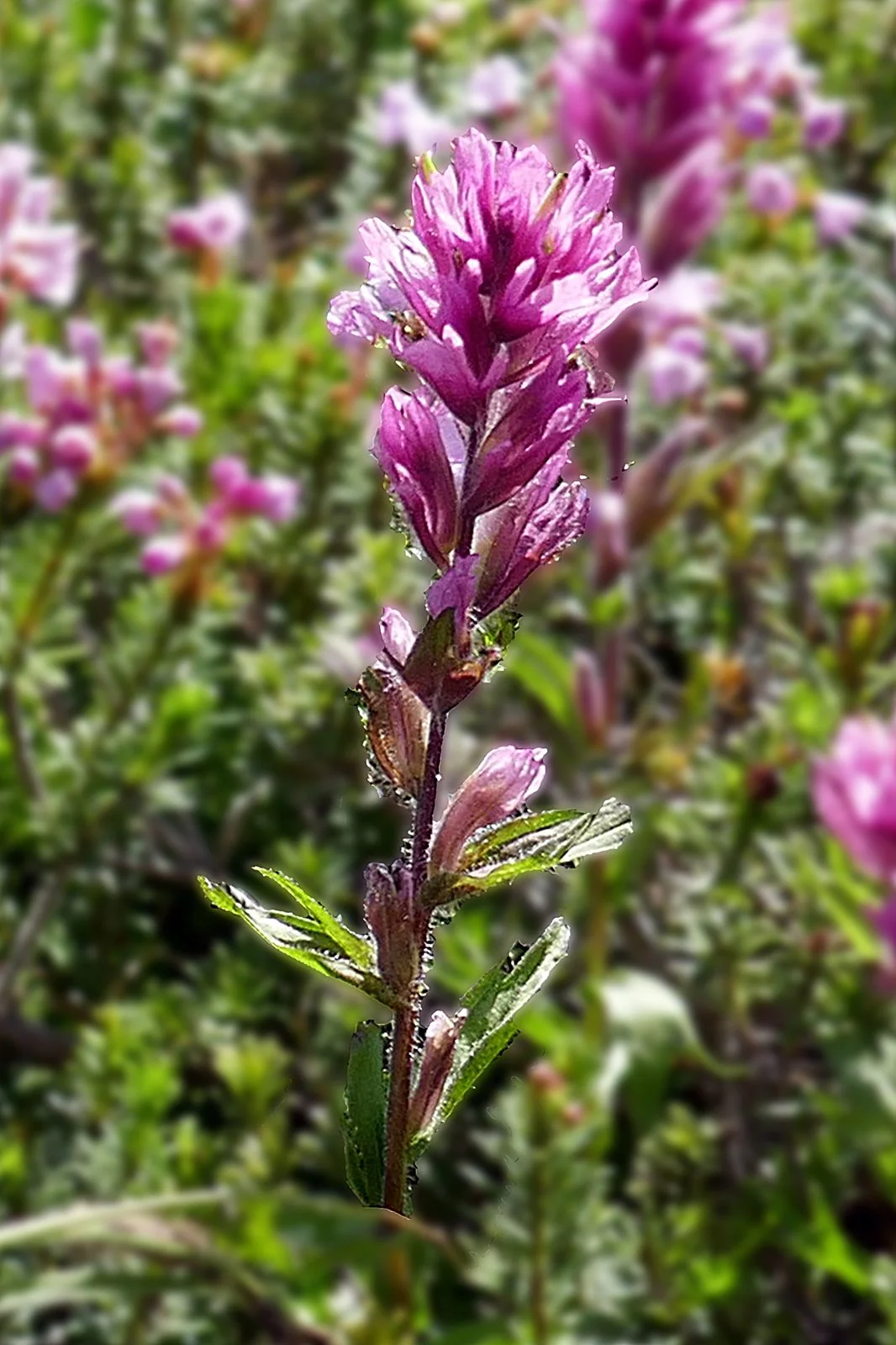 Mountain Indian Paintbrush -- Broomrape/Paintbrush