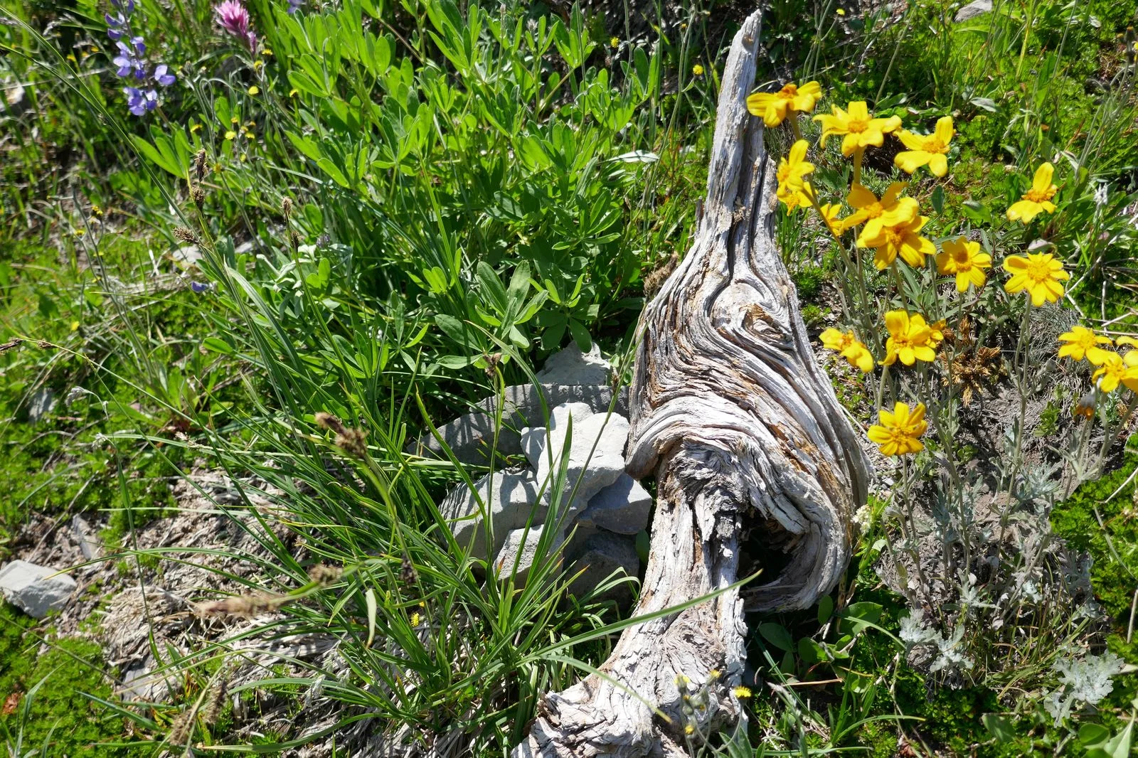More of Mother Nature’s garden art