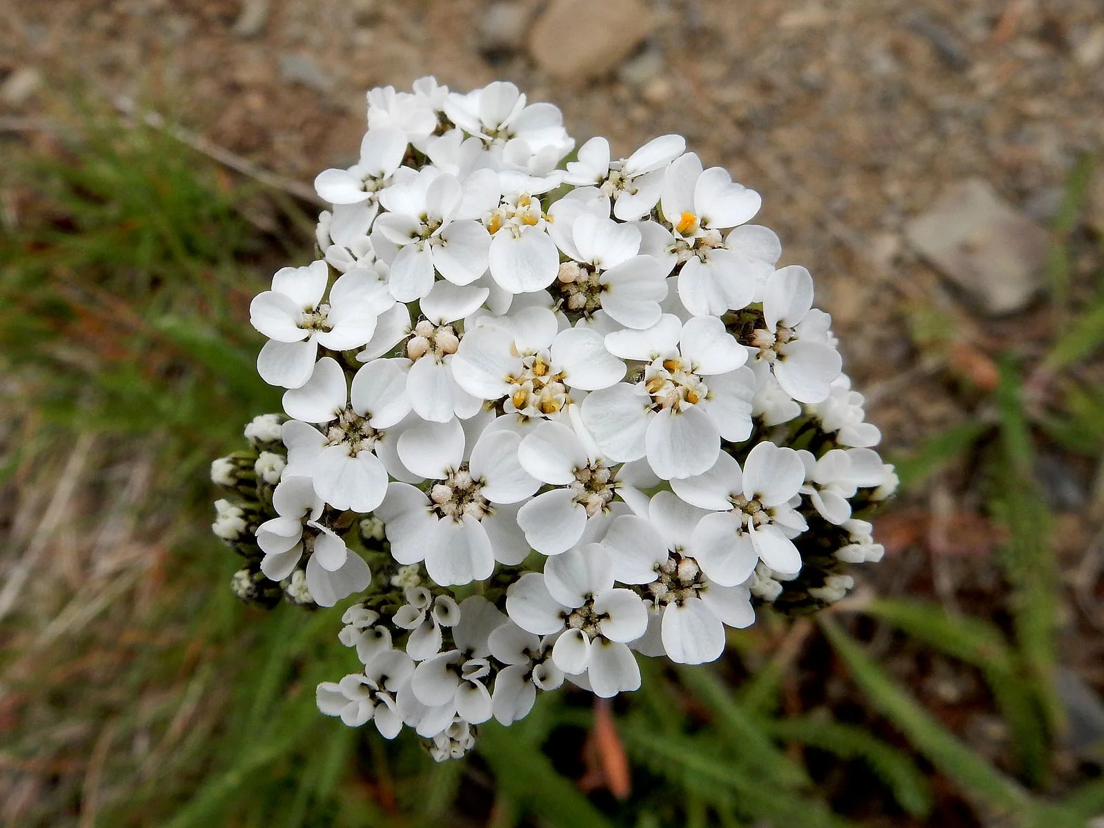 Field Pepperweed