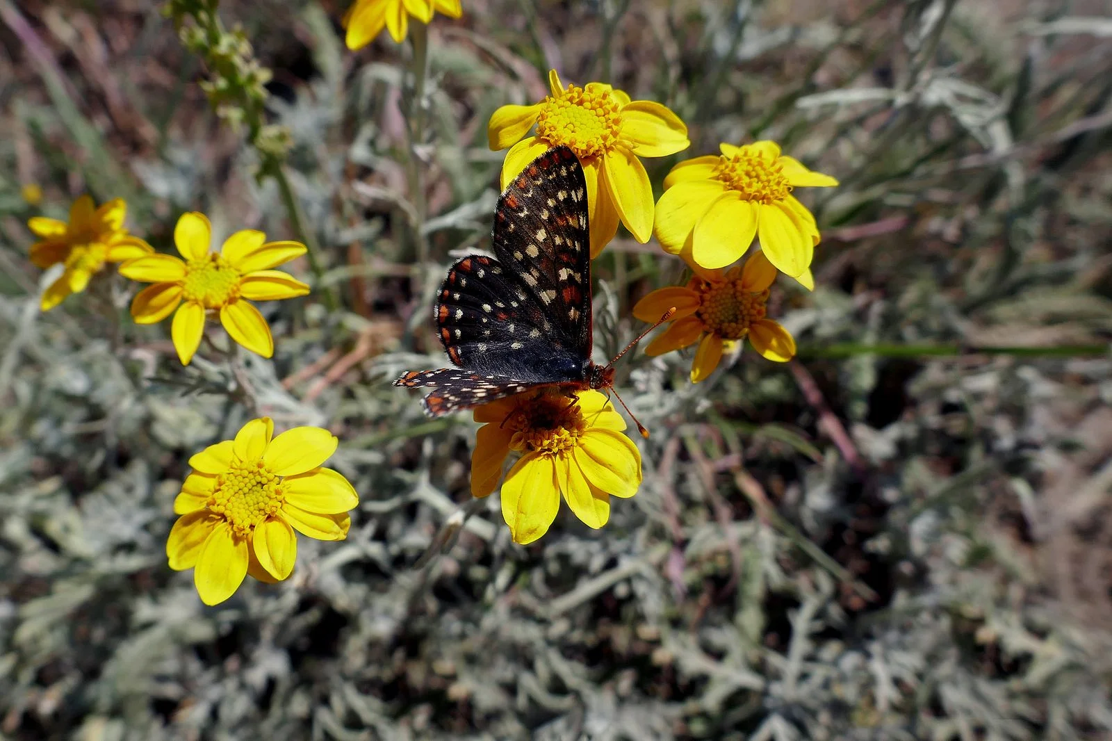 Olympic Mountain Ragwort with a friend