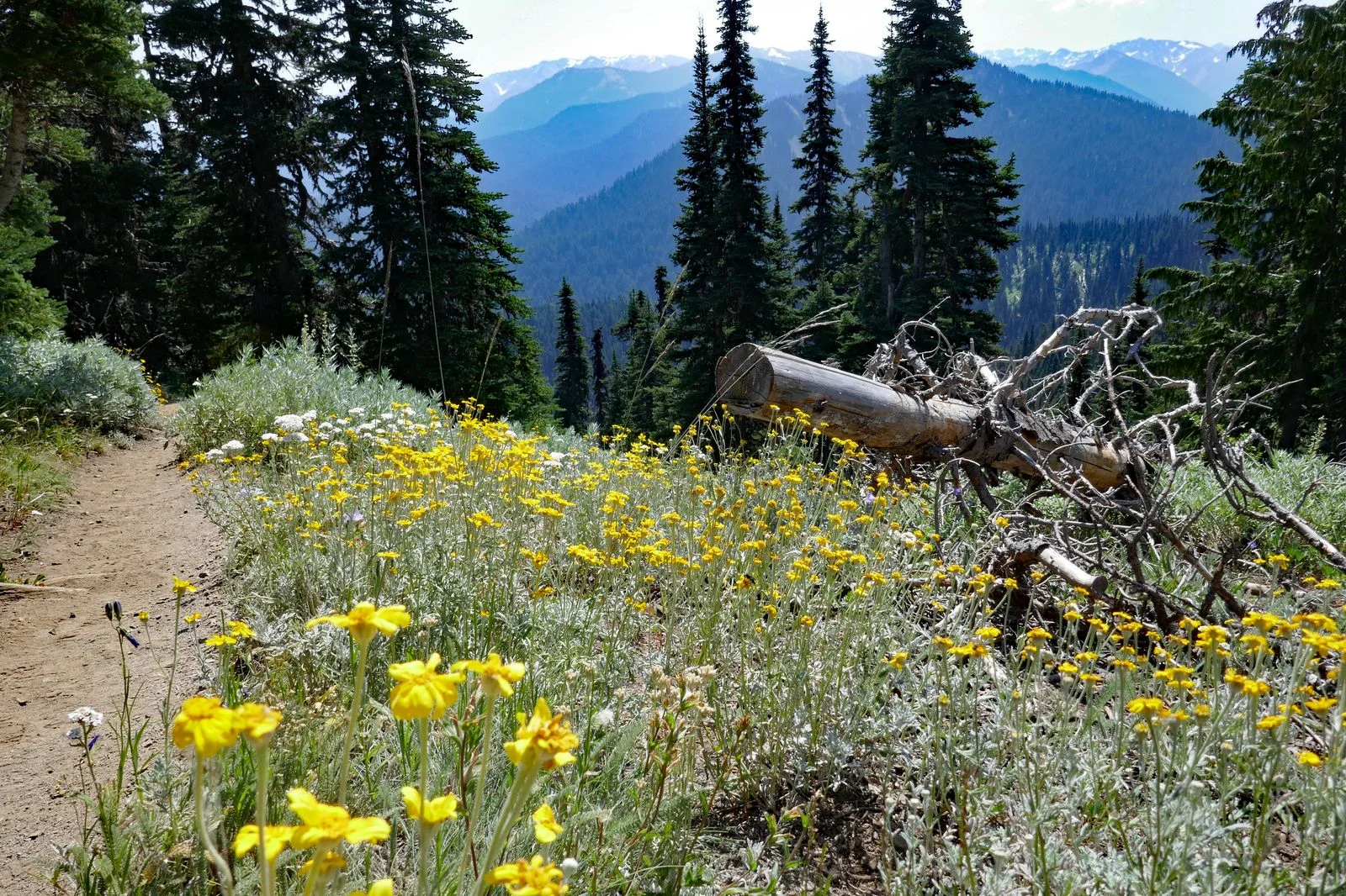 Field of Olympic Mountain Ragwort -- Aster Family
