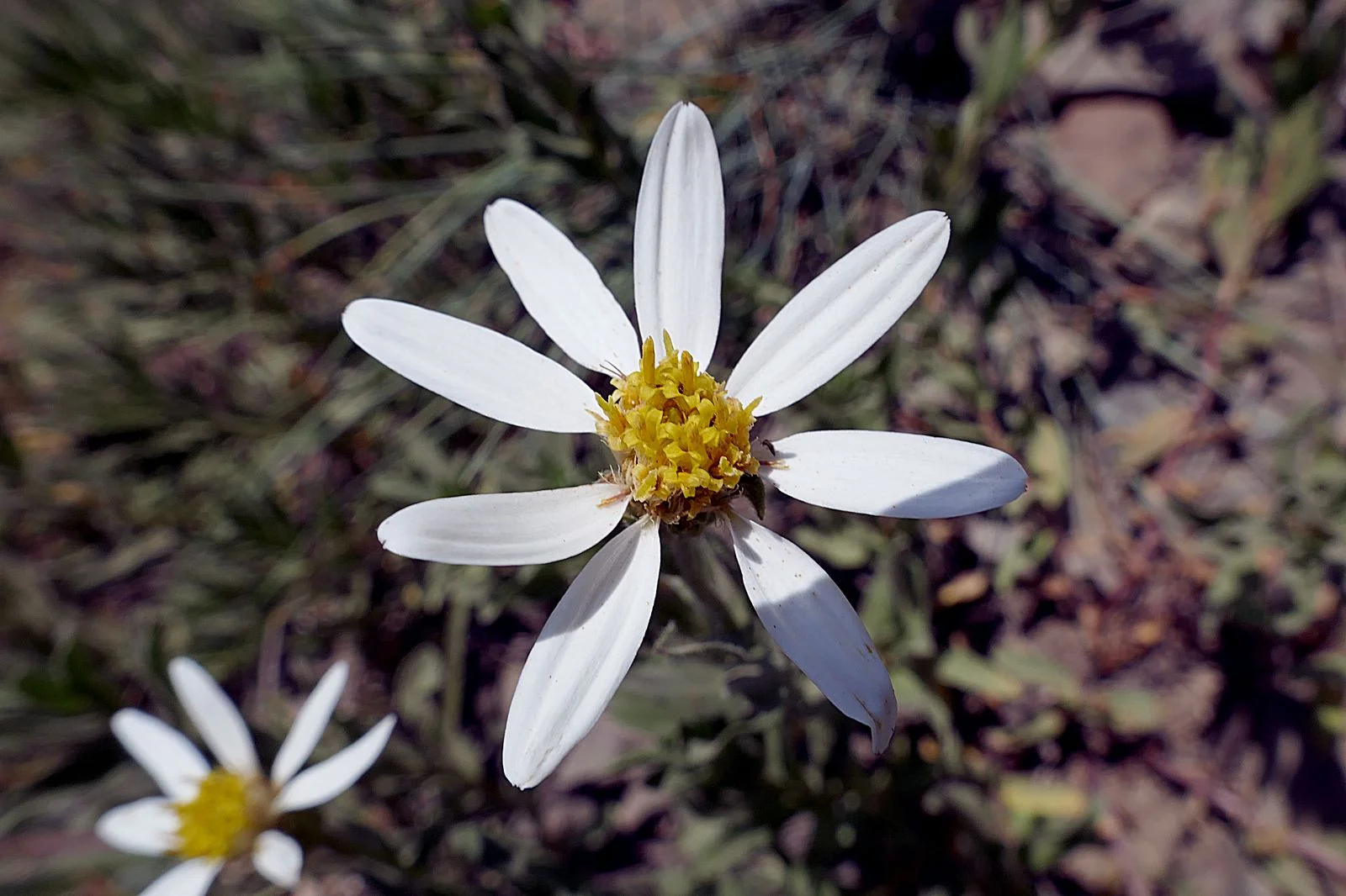 Olympic Mountain Aster -- Aster Family