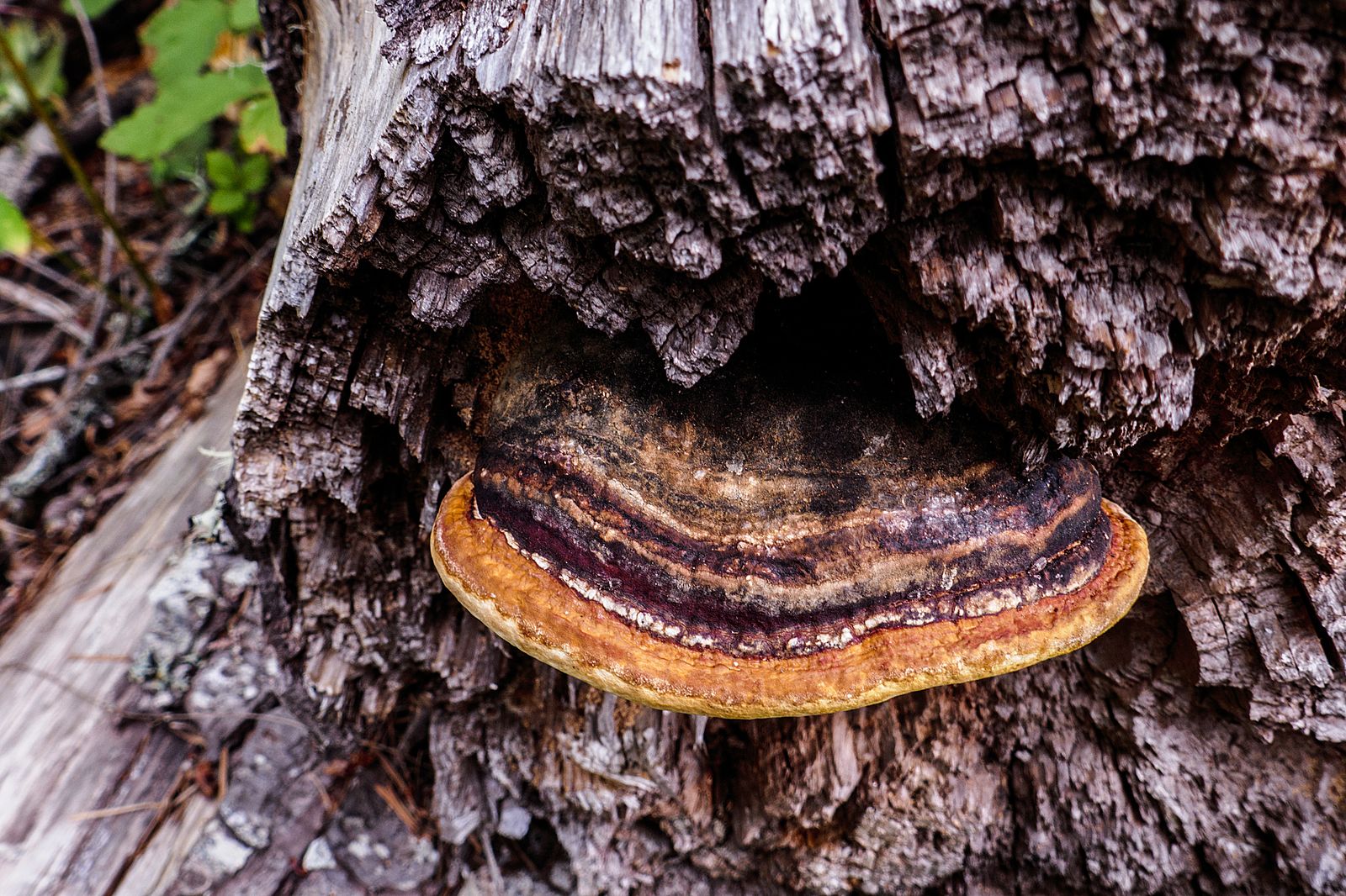  A mushroom that looks like a smiley face 