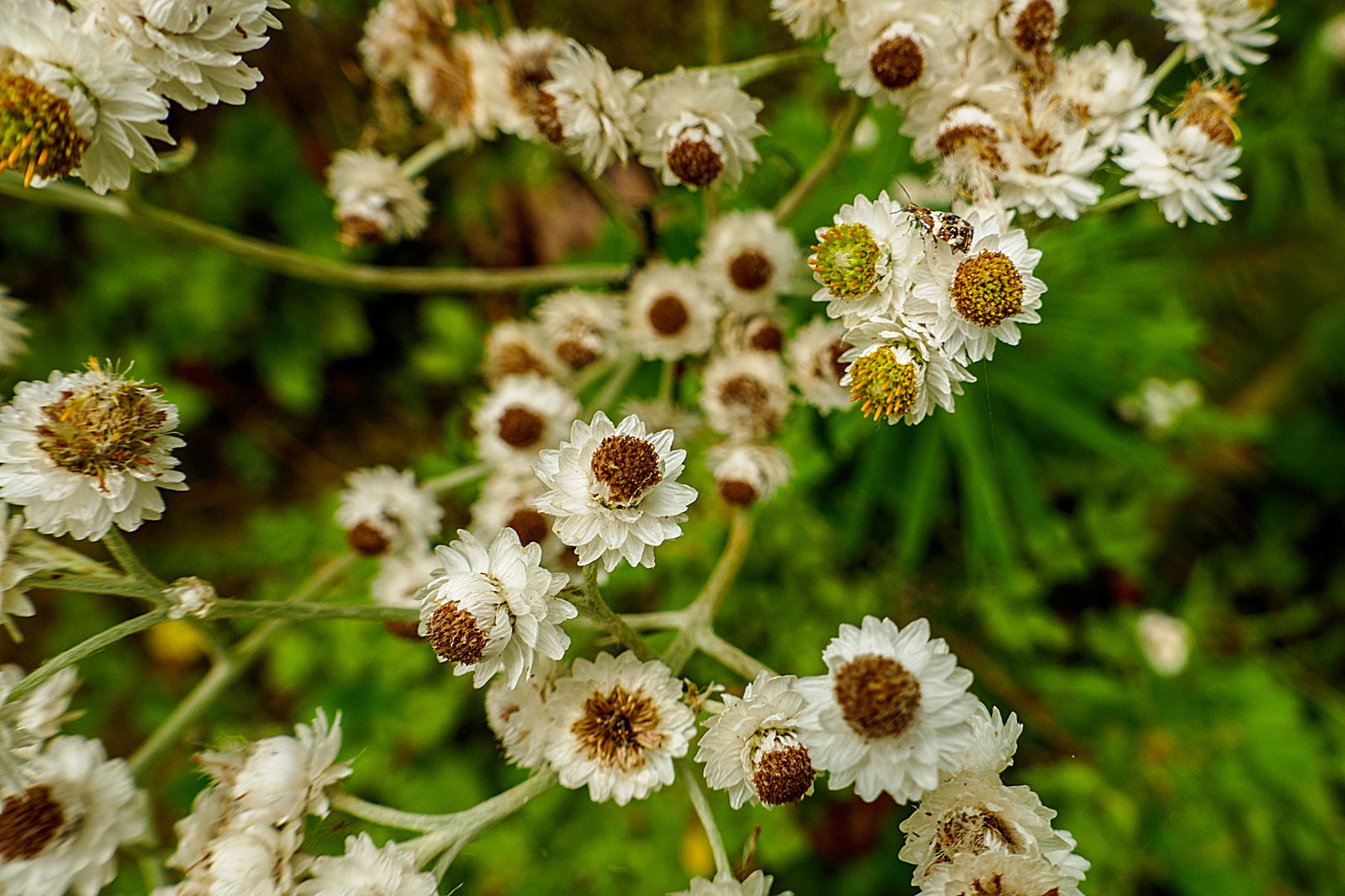  Pearly Everlasting -- Aster Family 