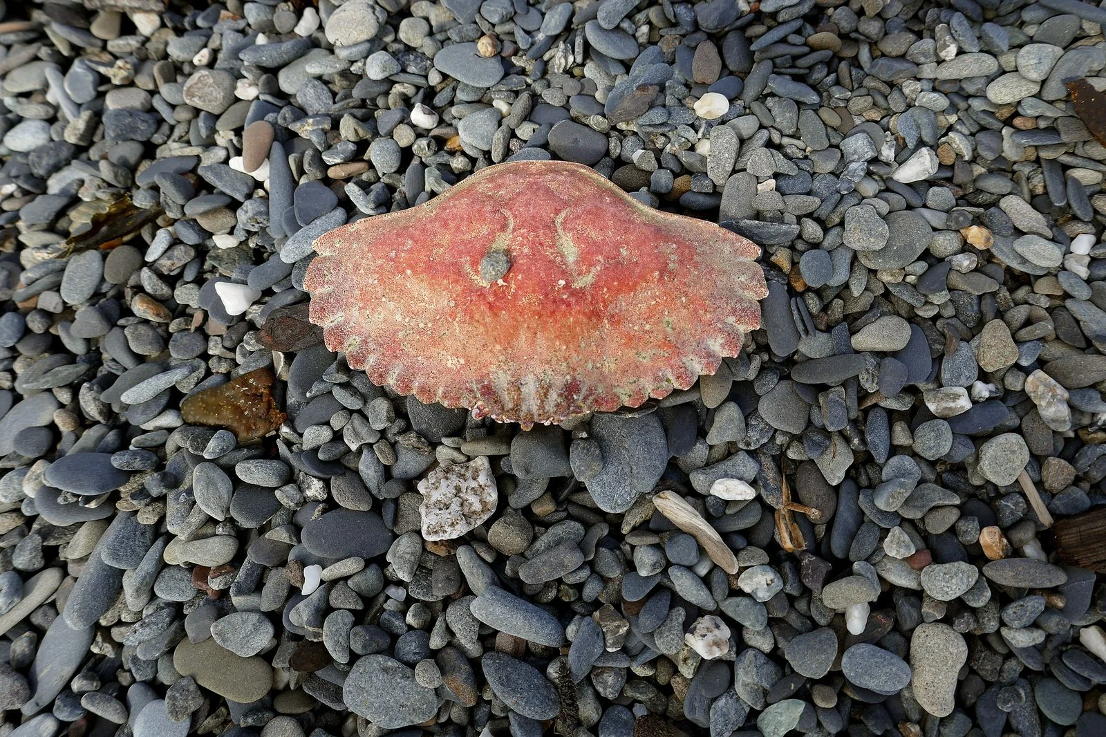 A crab shell on the beach