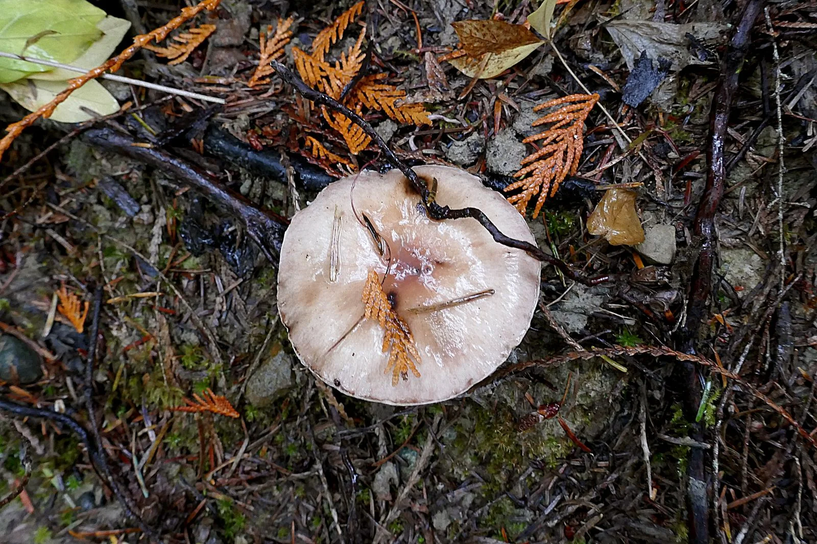 What you see on the forest floor