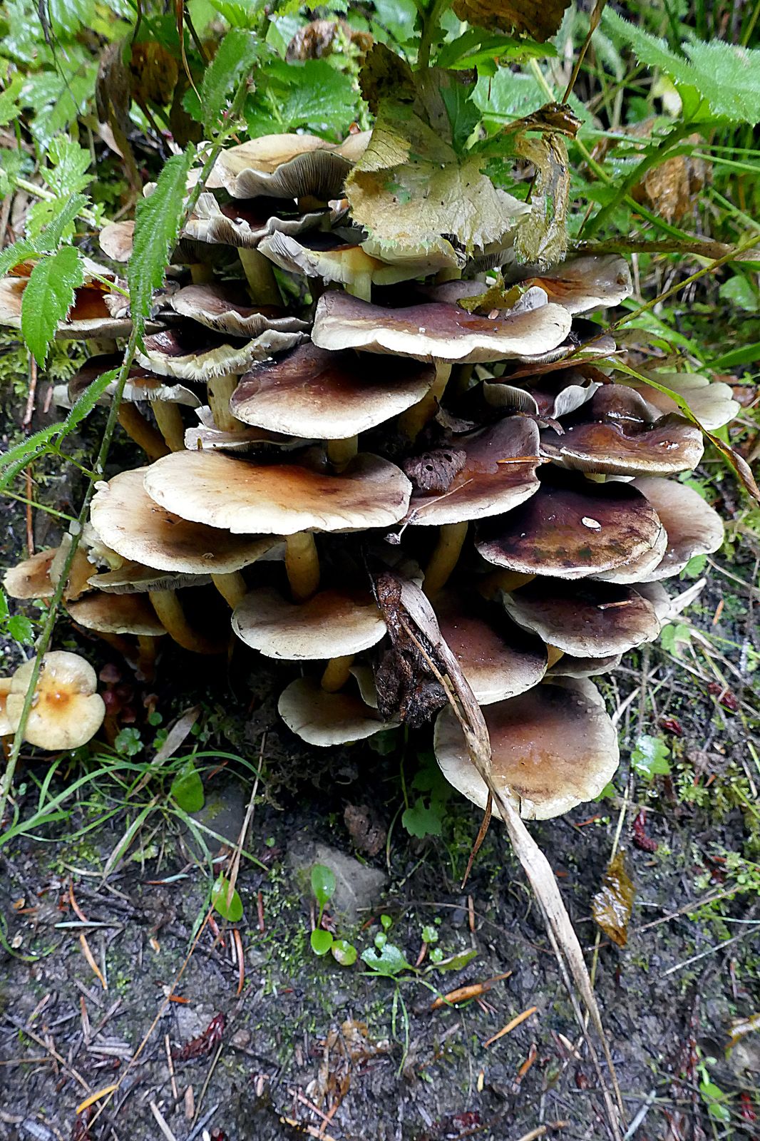 Mushrooms galore