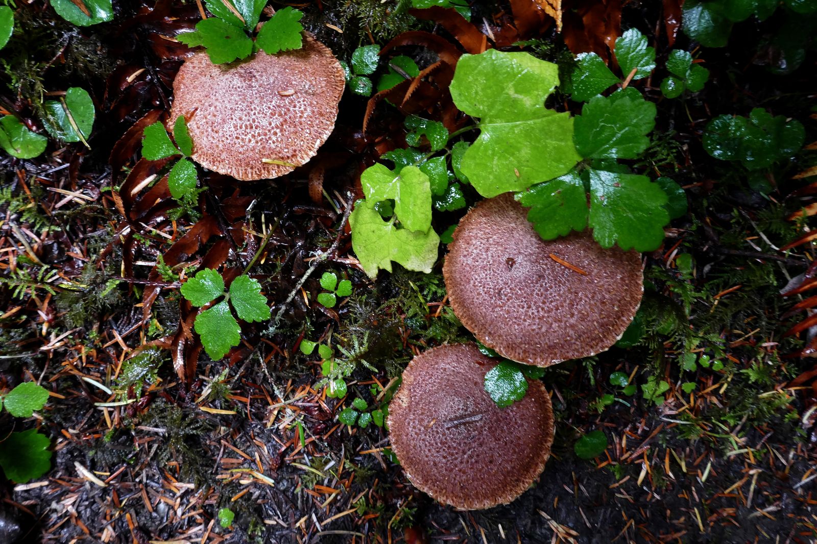 OK, this is the last mushroom photo