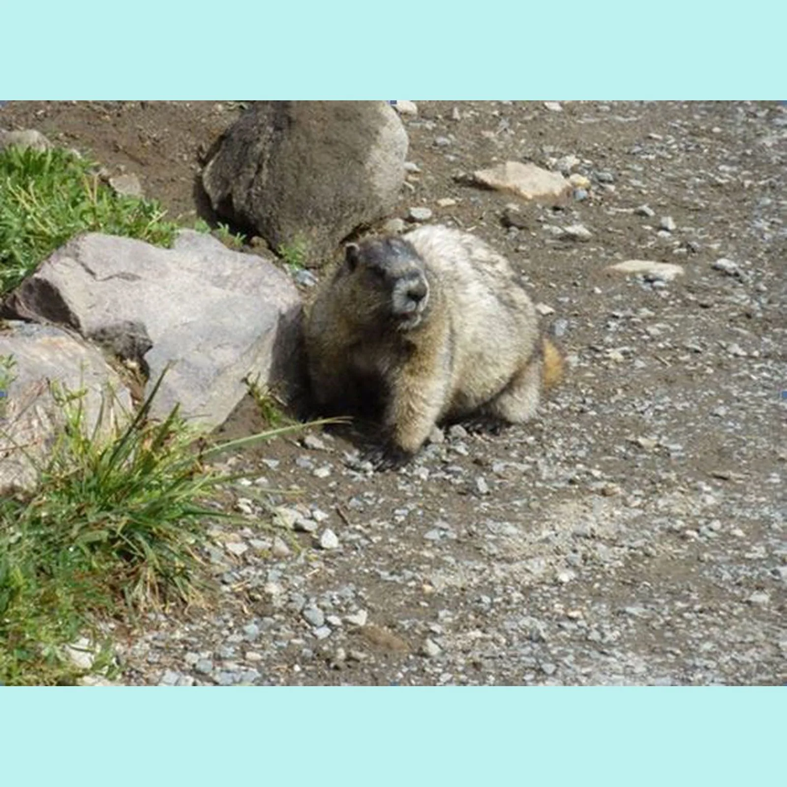 Critters on Skyline Trail