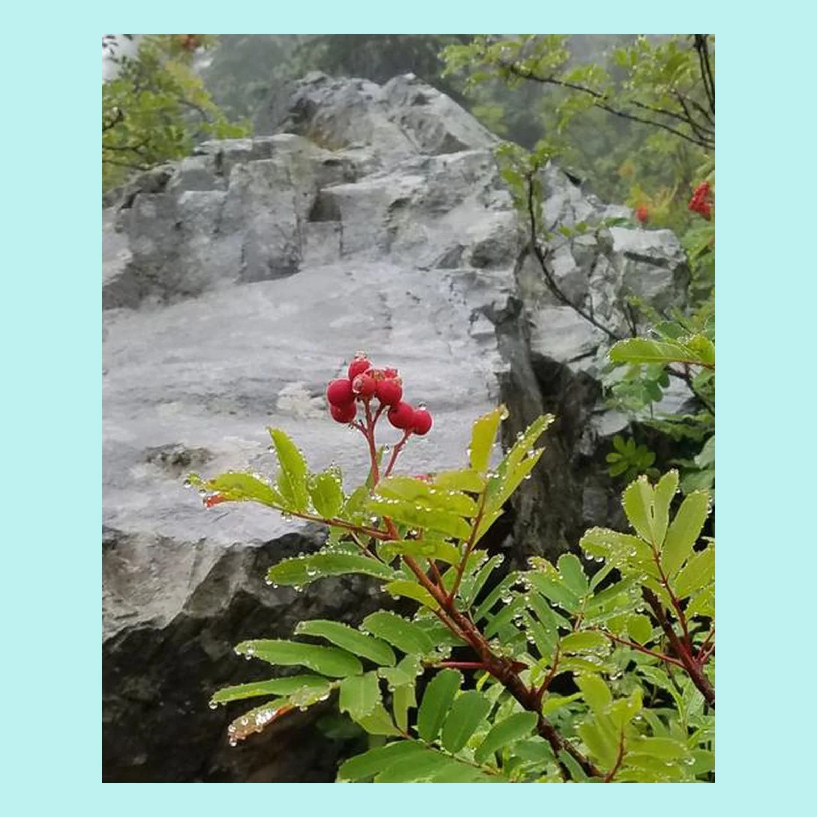 Mountain Ash