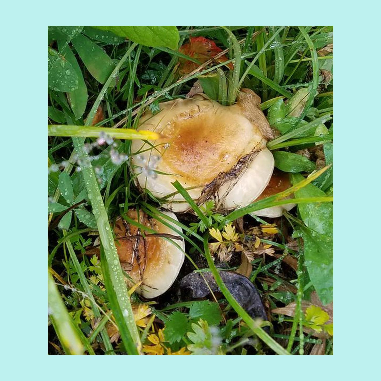  Shy Mushroom 