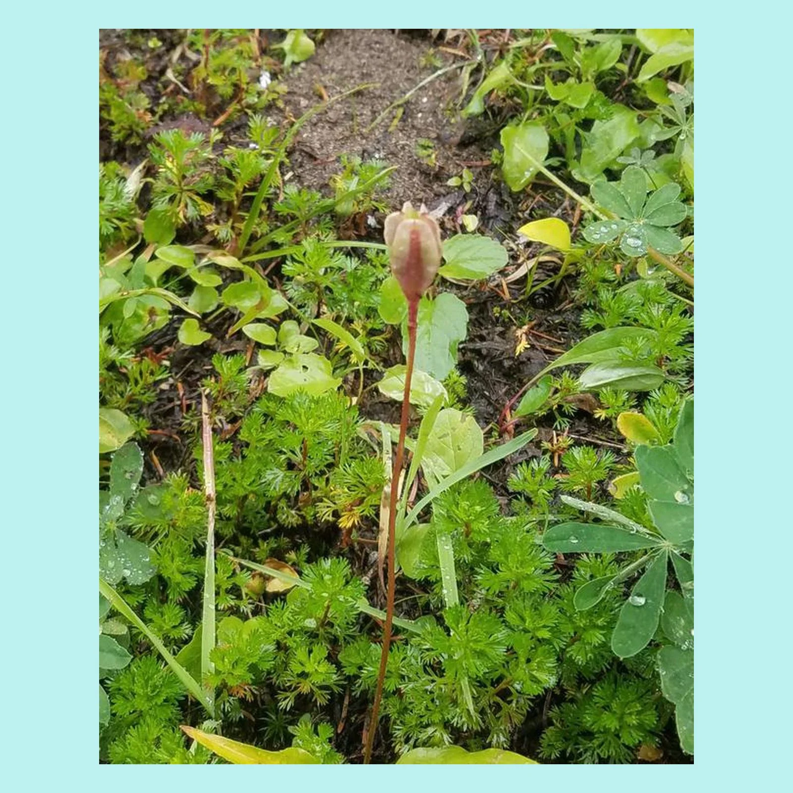 Lily SeedHead