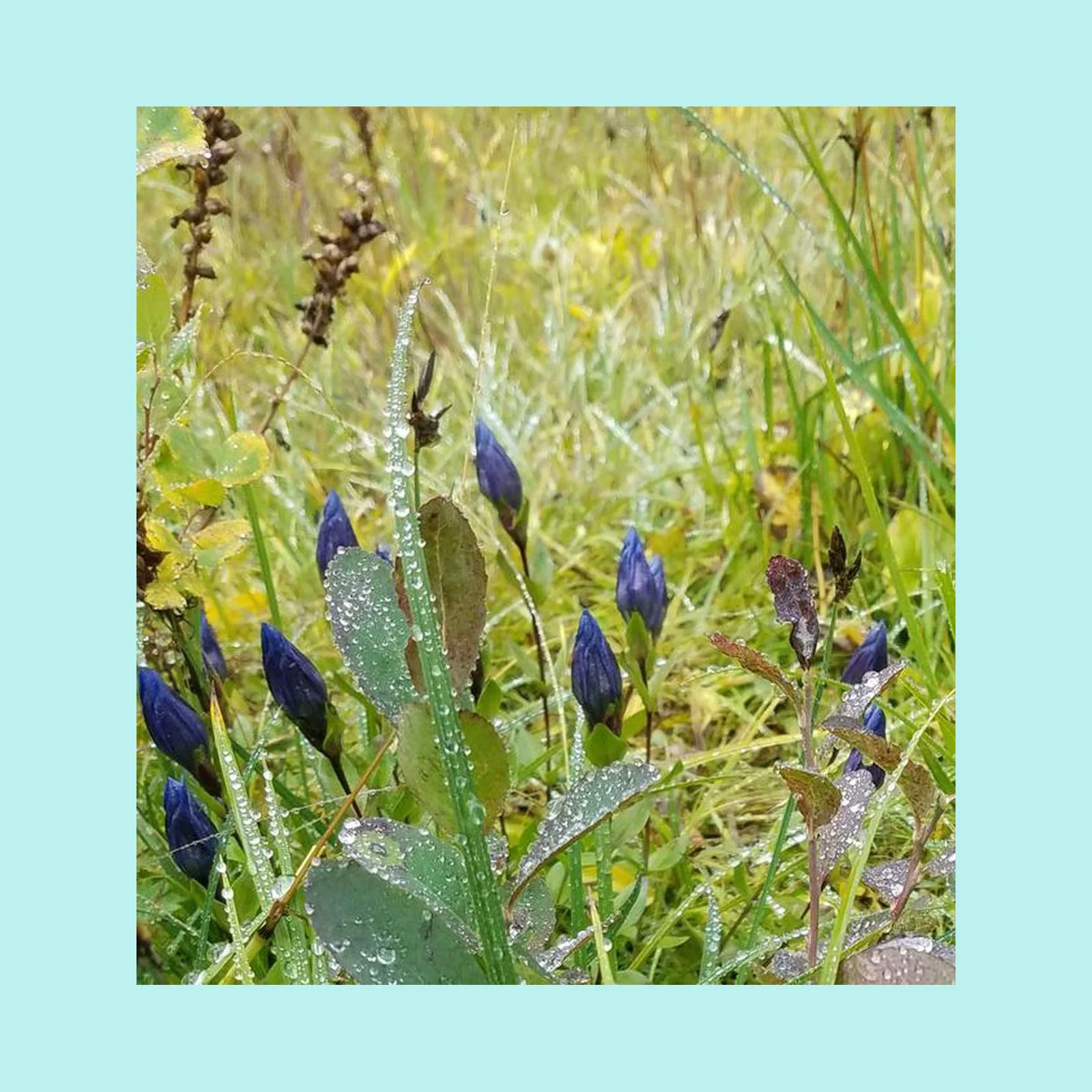 Mountain Bog Gentian