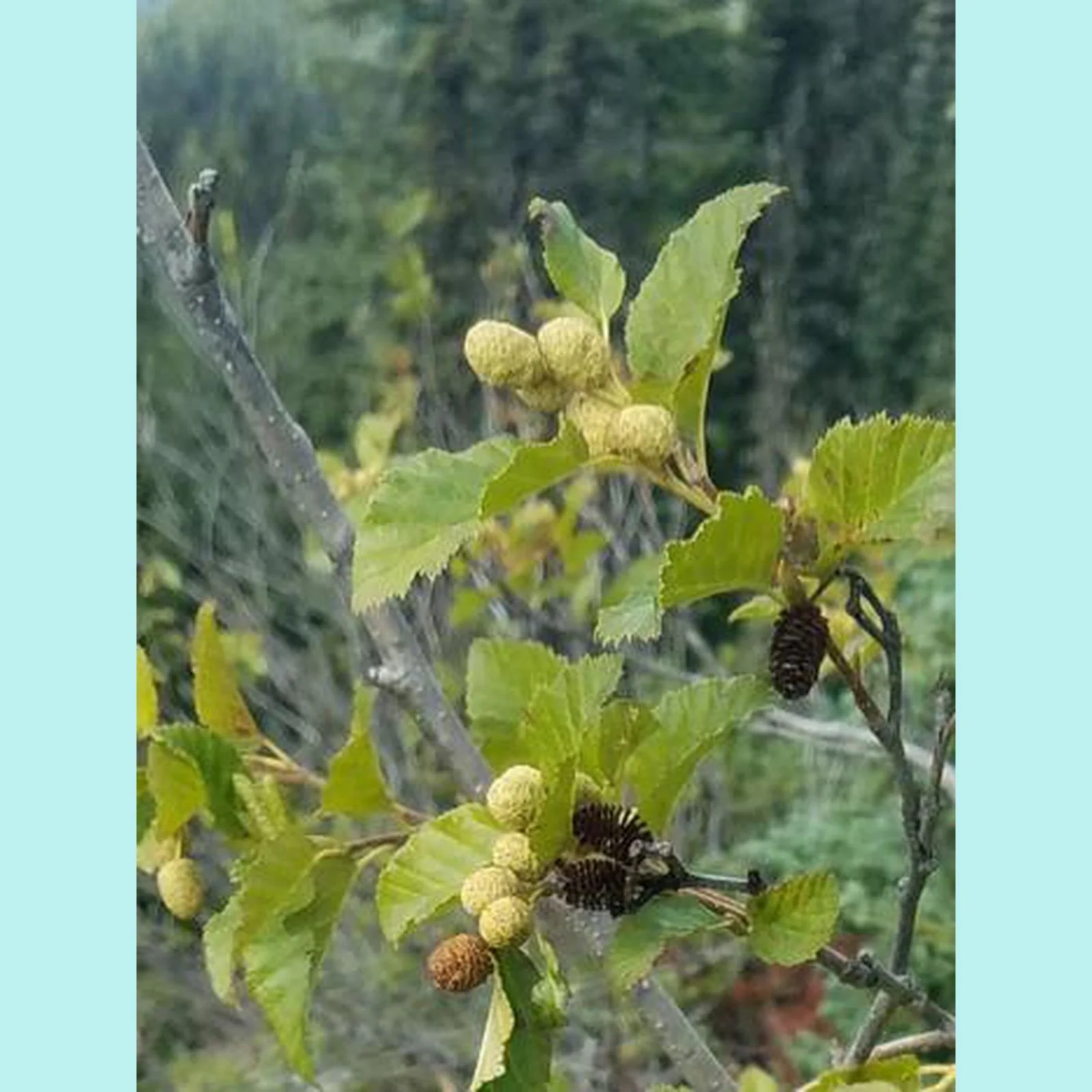 Alder Cones
