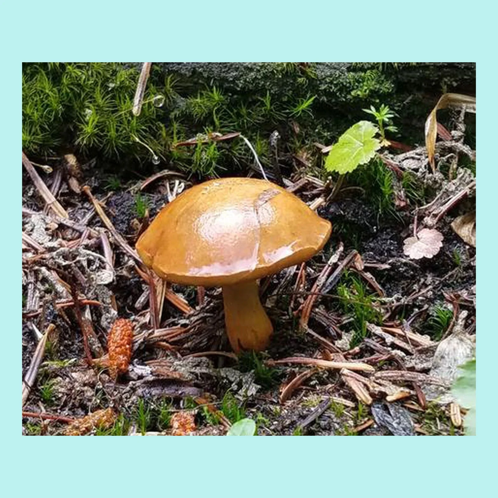 Another Maybe a Bolete