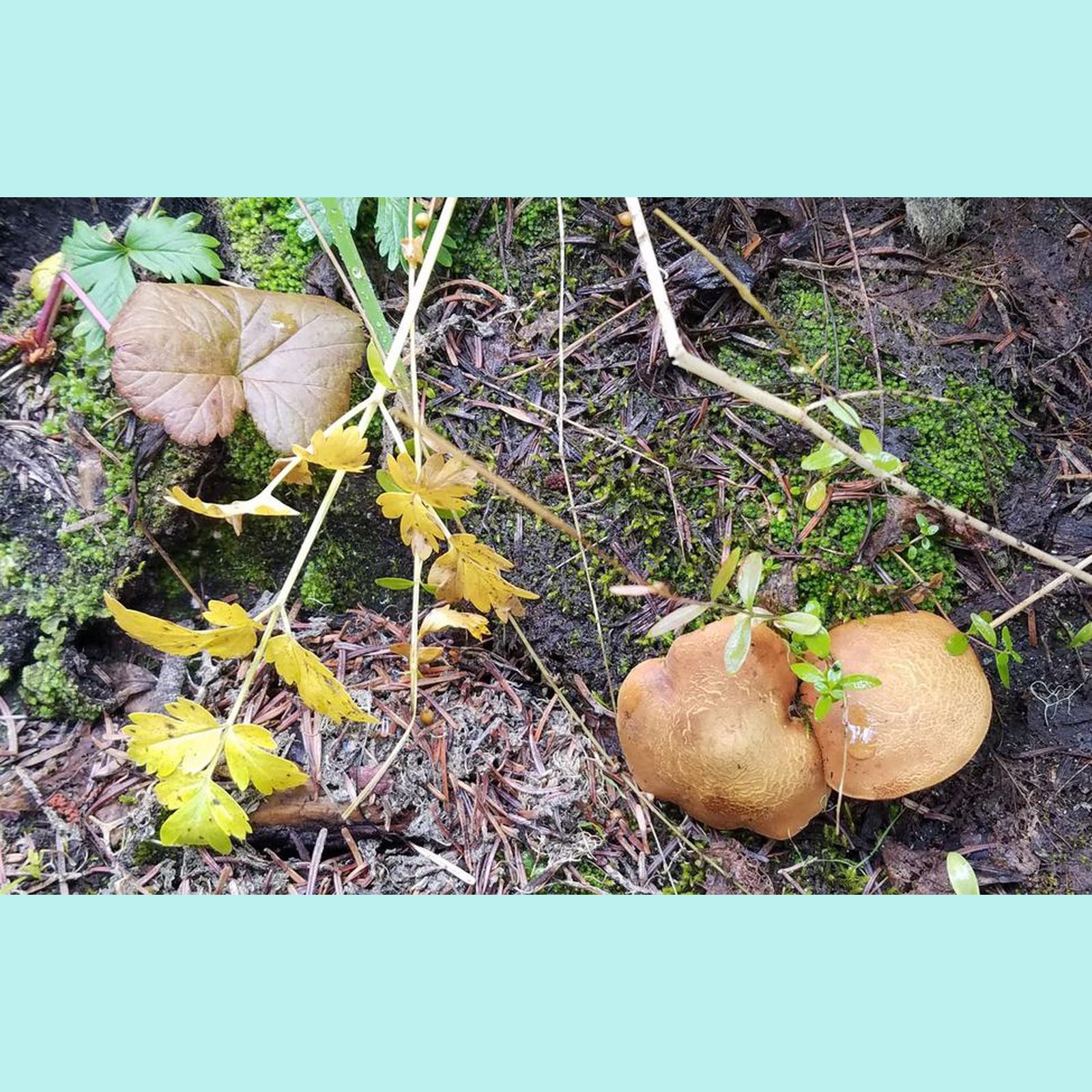  Mushroom disguised as a leaf? 