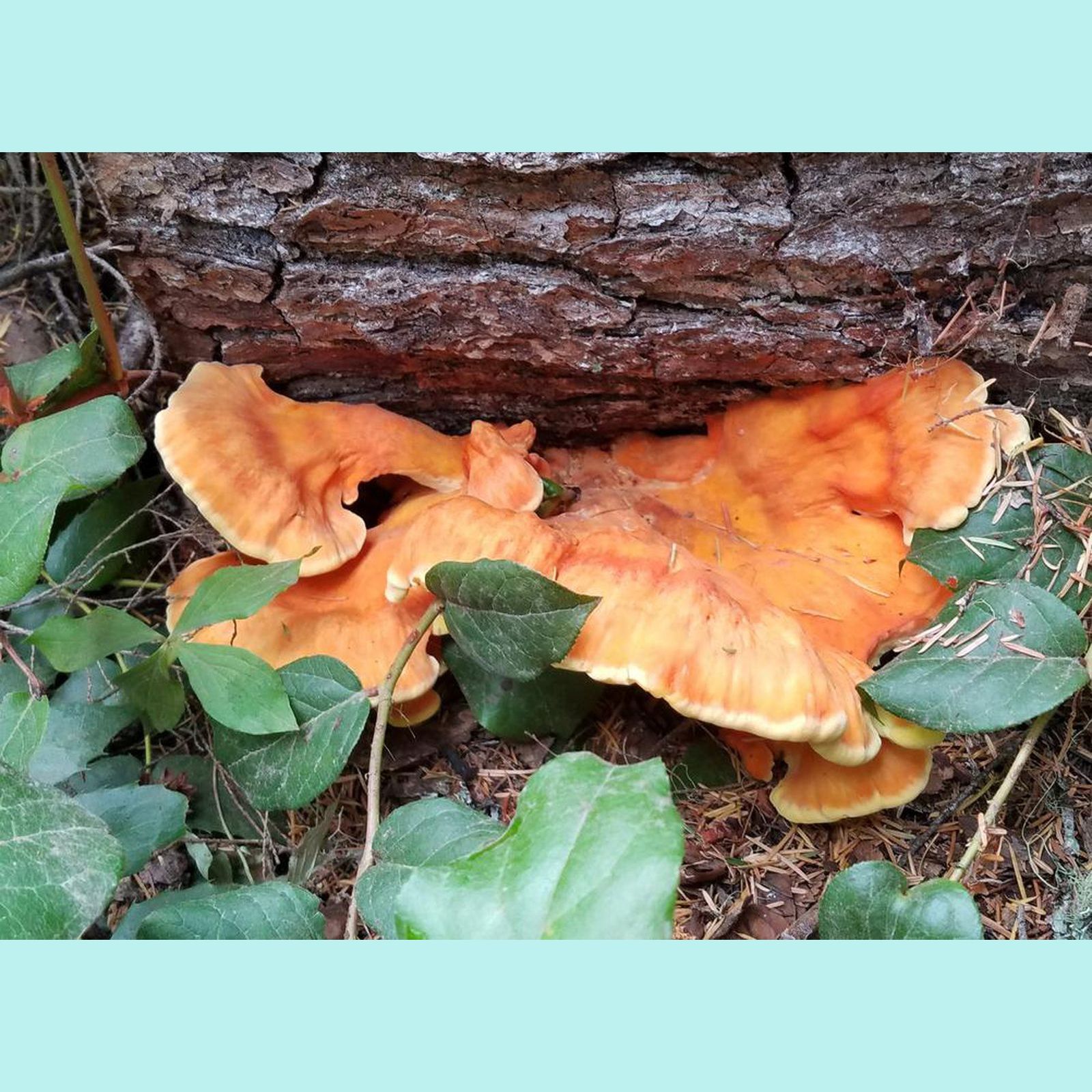  Chicken of the Woods 