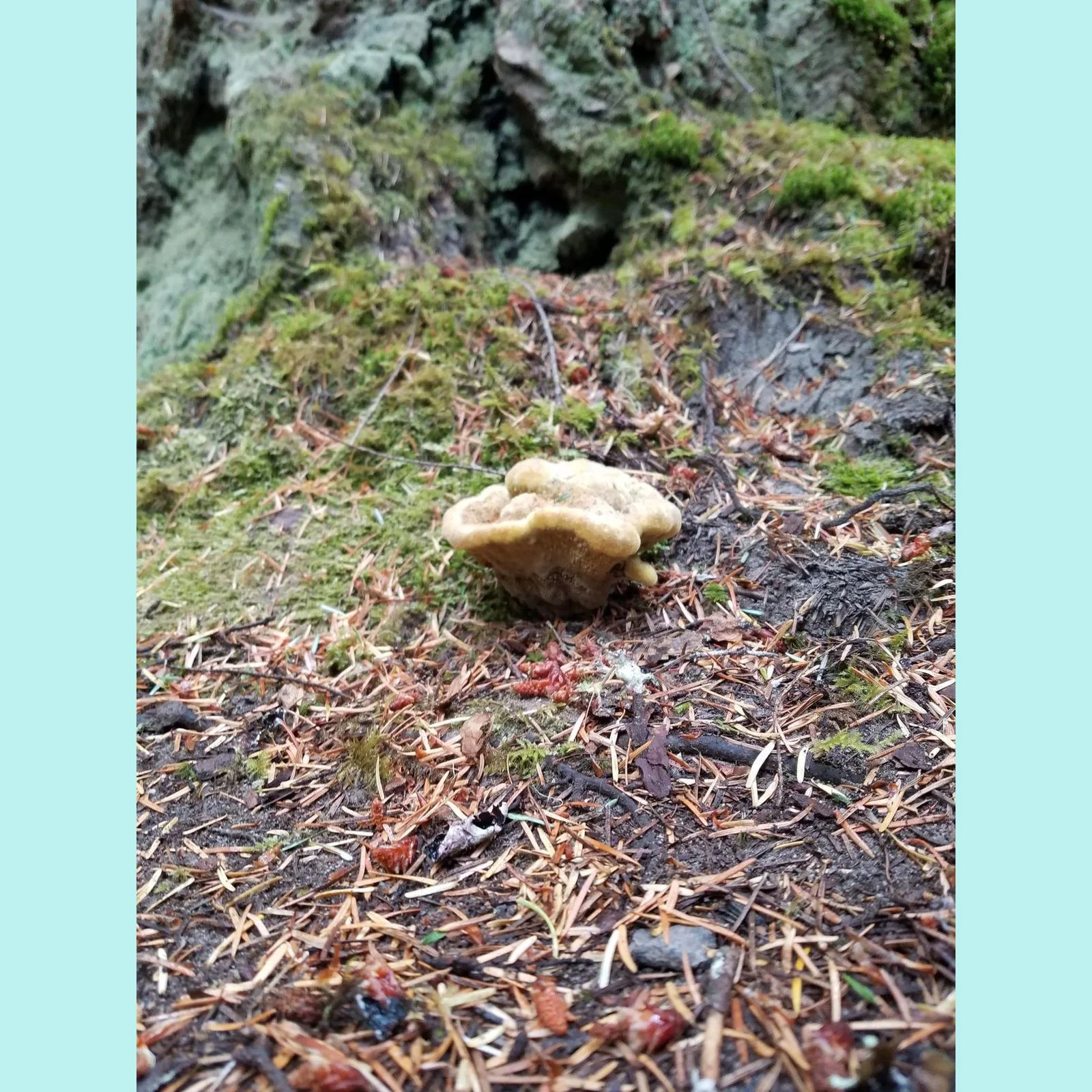 Unknown mushroom