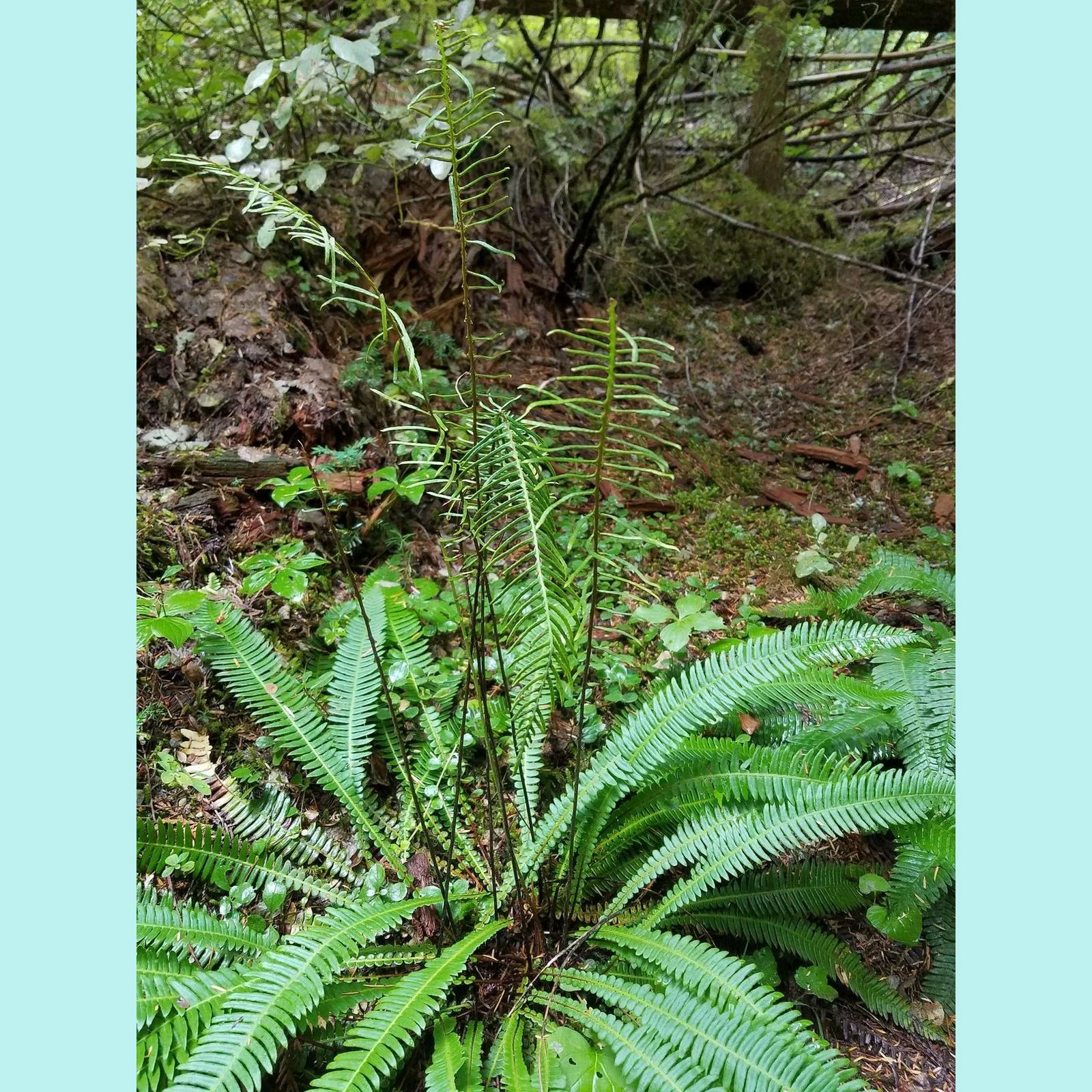 A beautiful fern