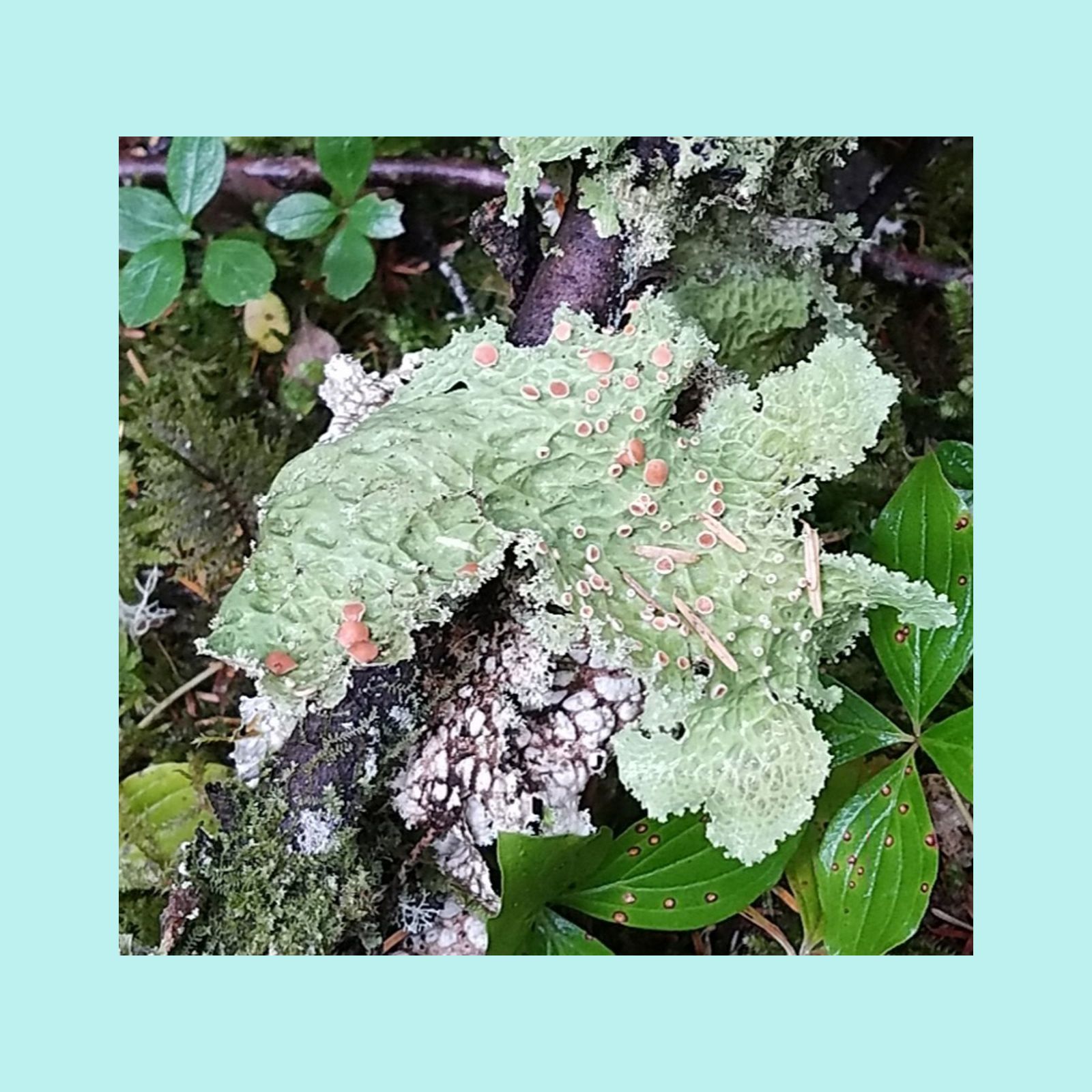  Fruiting Lichen 