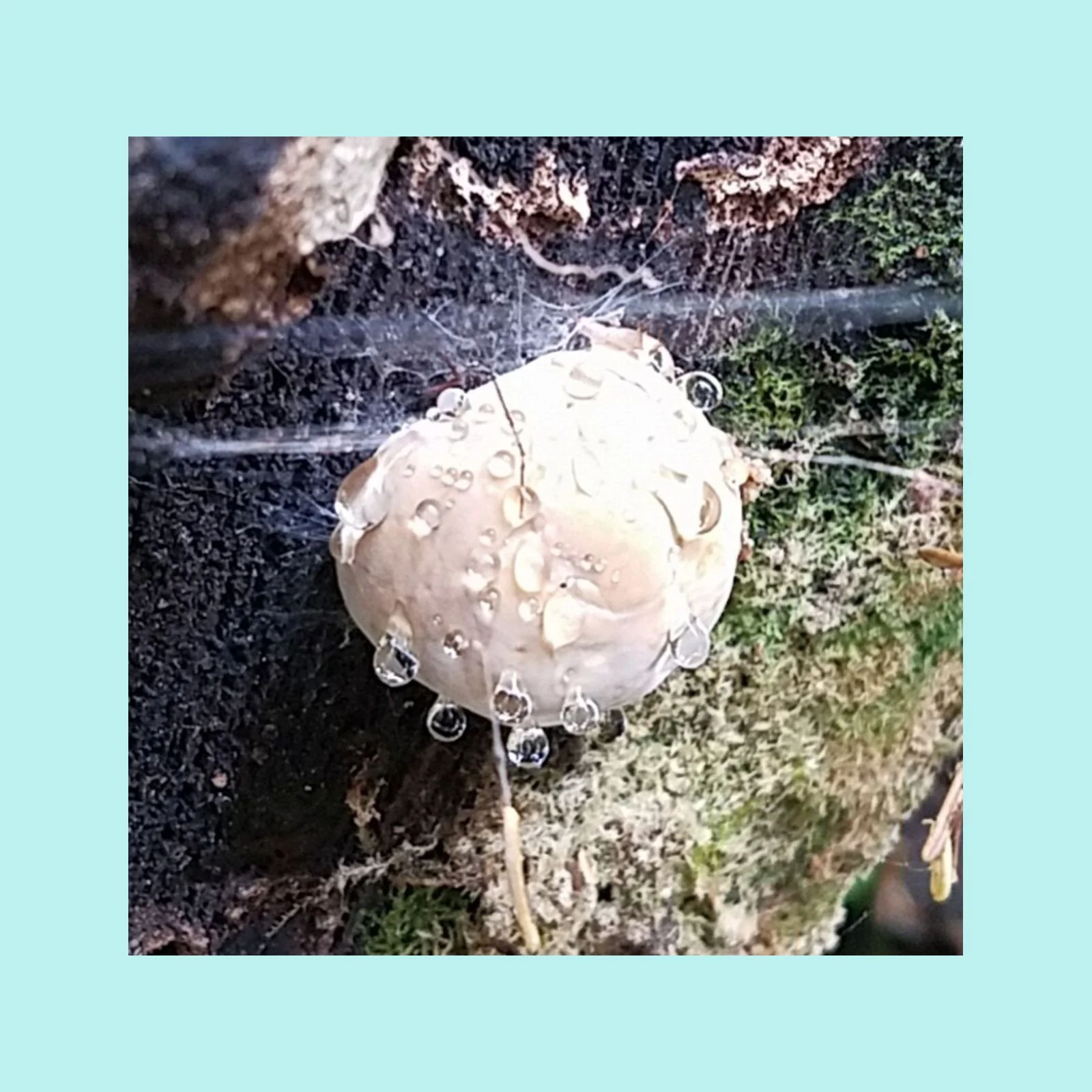 Glutating Polypore