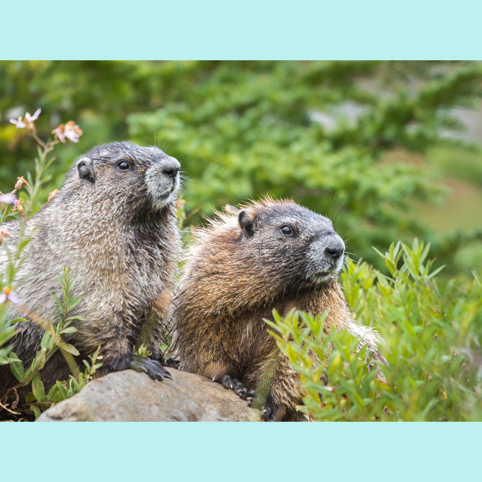  Two Cute Marmots 