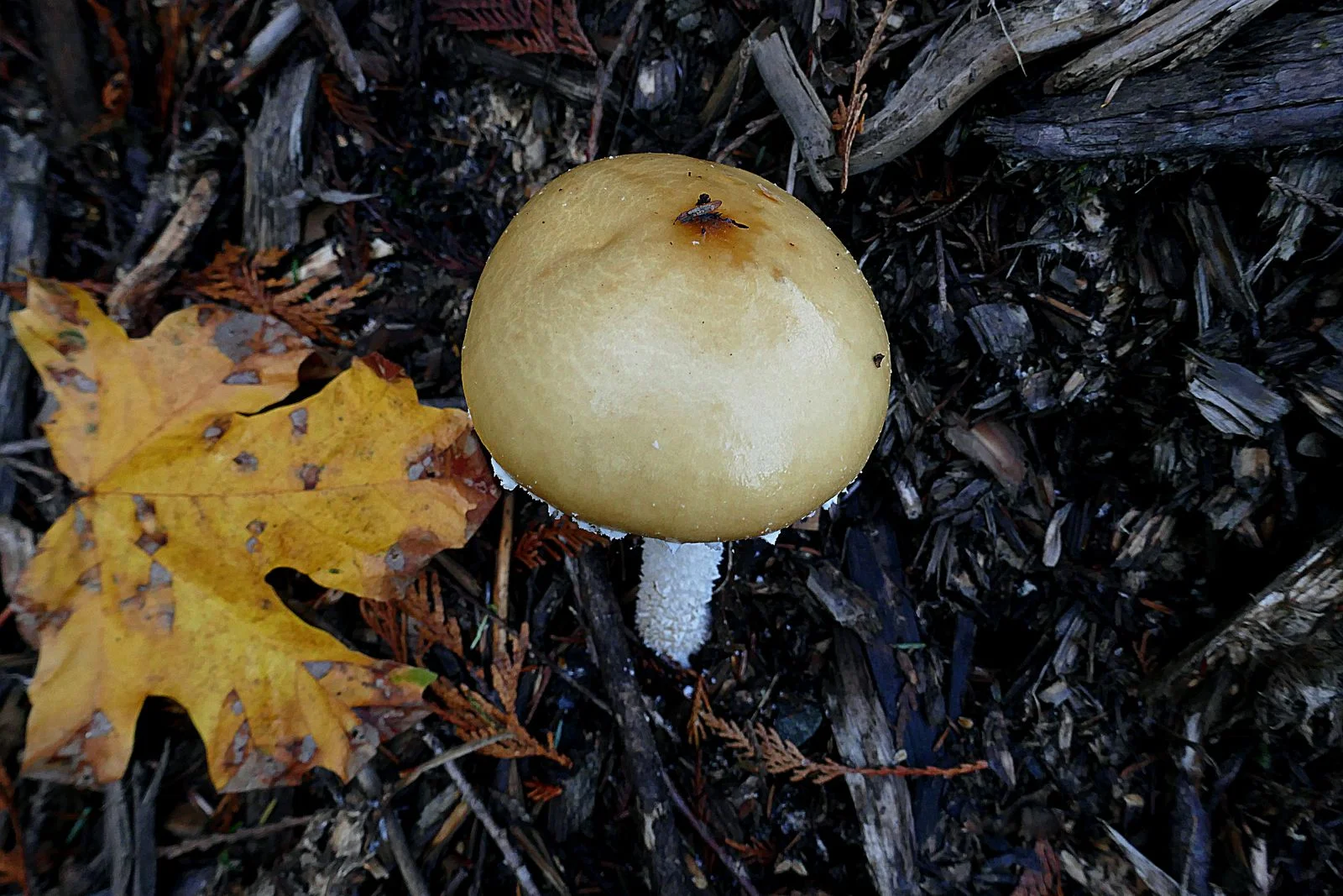 The mushrooms provide color and shape to forest floor