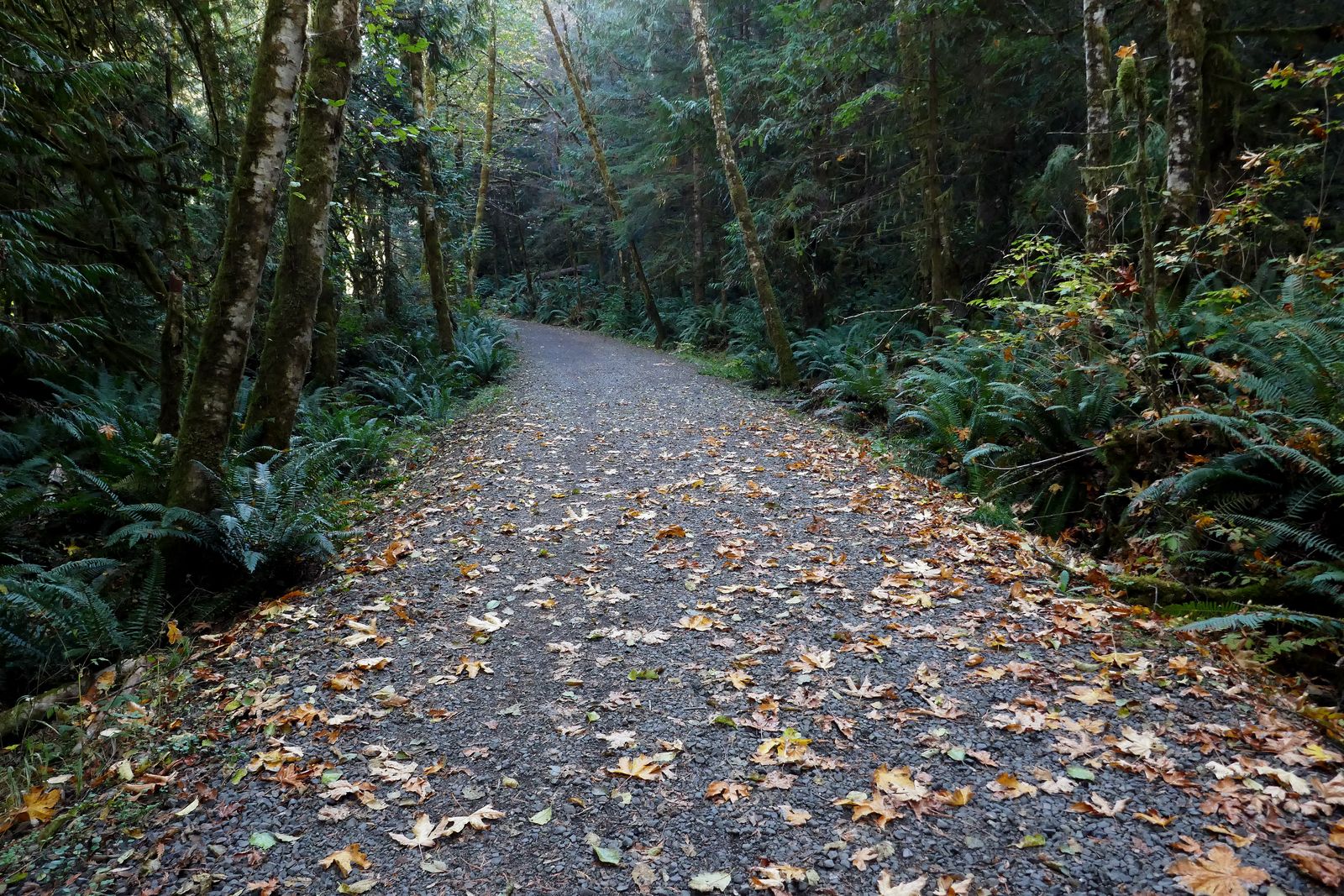 The new upgraded trail is great -- note the fall colors