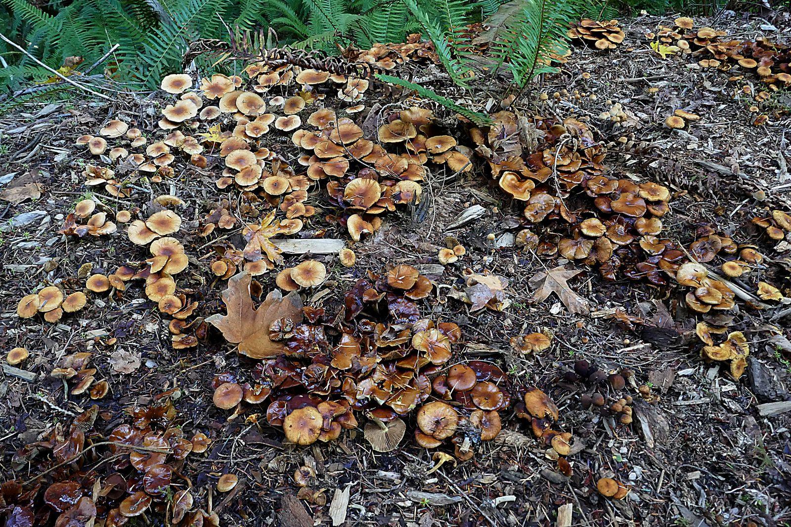 In places the mushrooms carpeted the forest floor