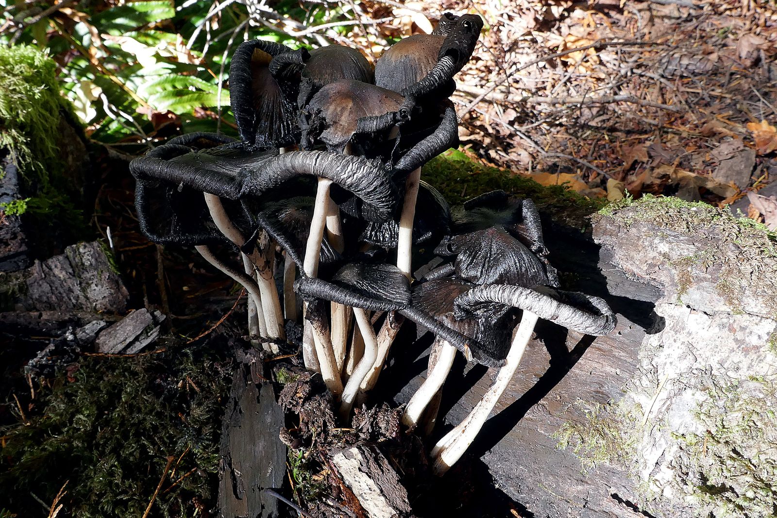 The last of the mushrooms
