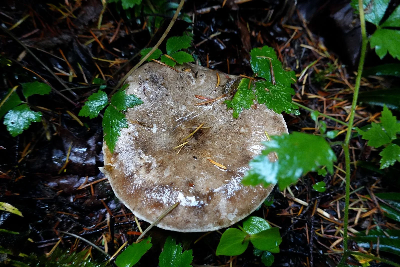 Mushrooms with green leaves