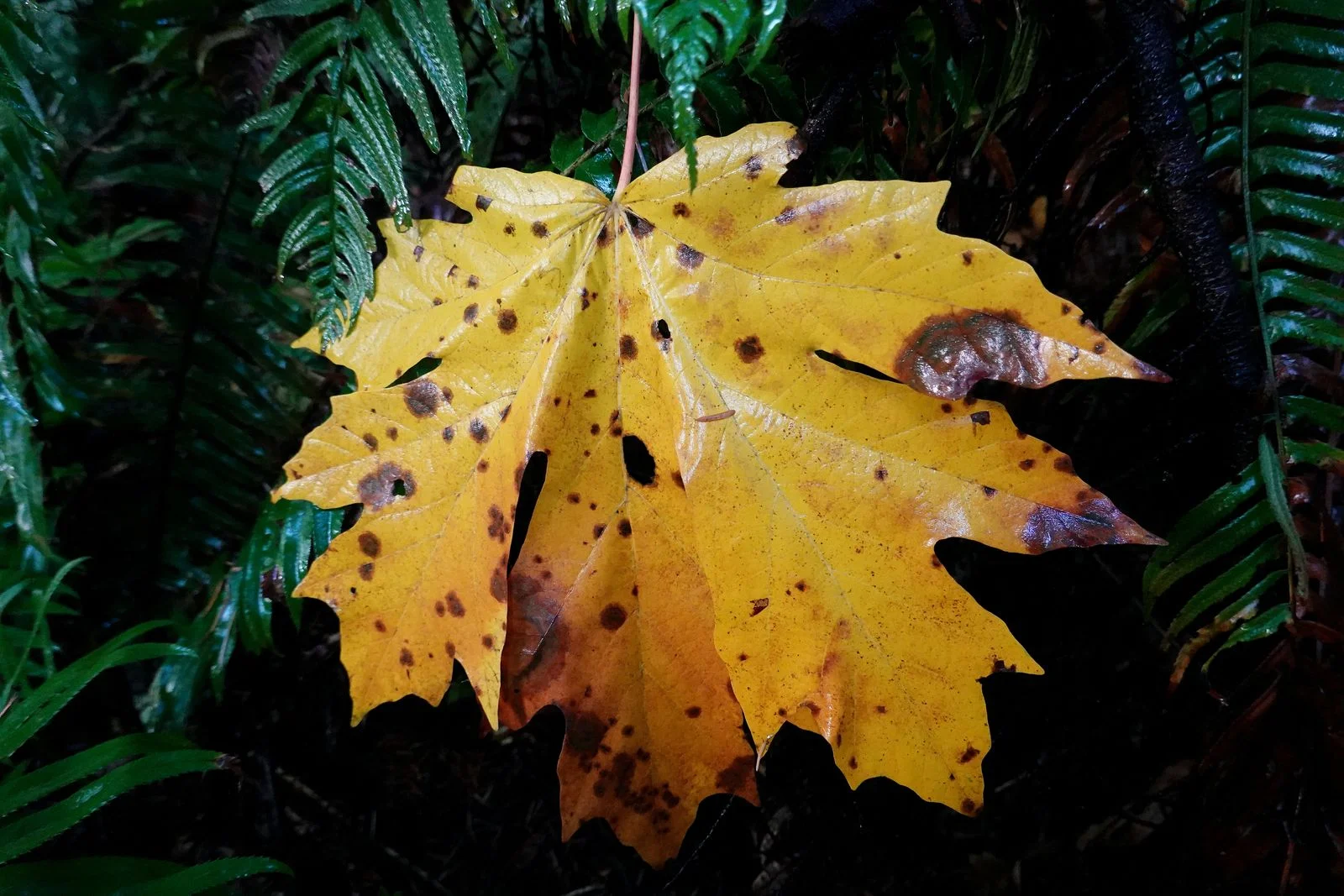 Even on the ground I love the colors