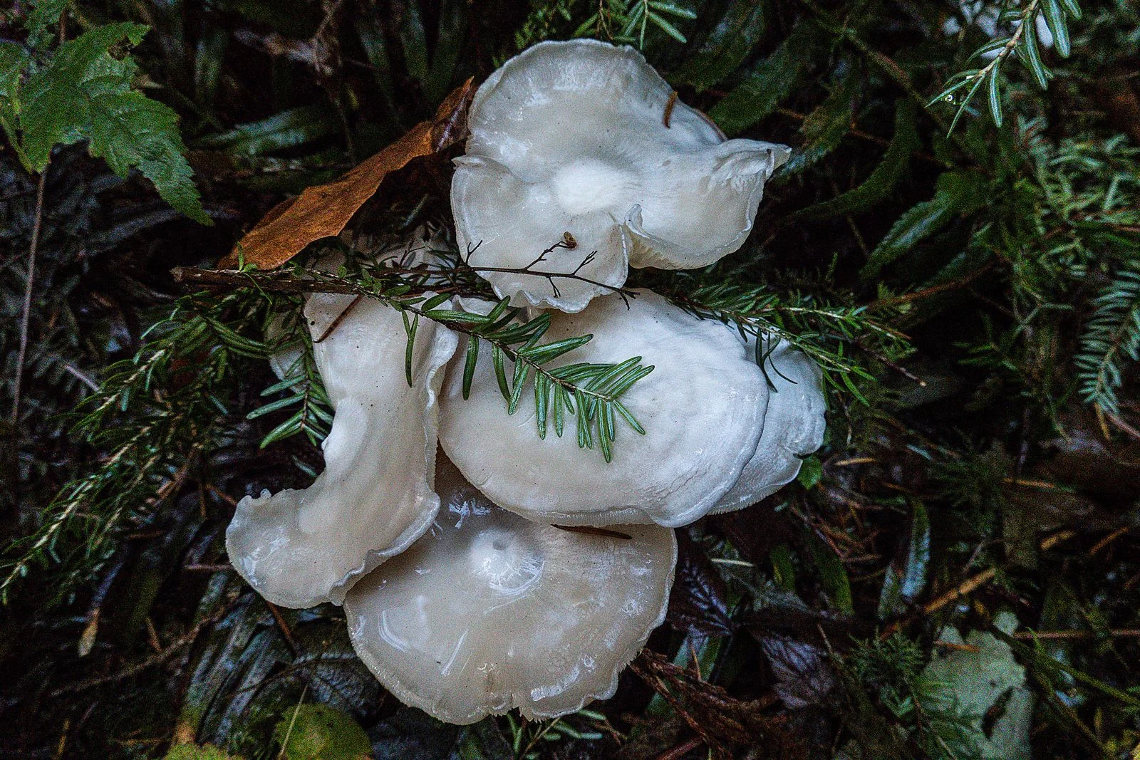A clump of white mushrooms with a little green