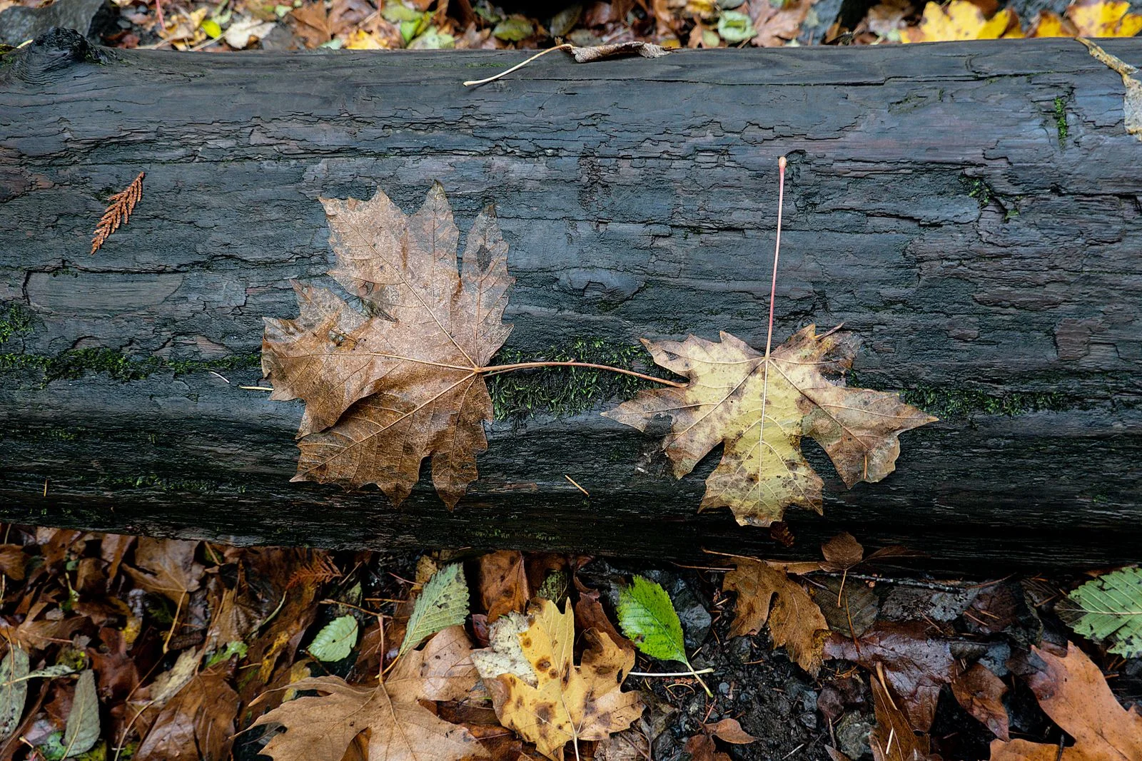 The fall leaves were everywhere