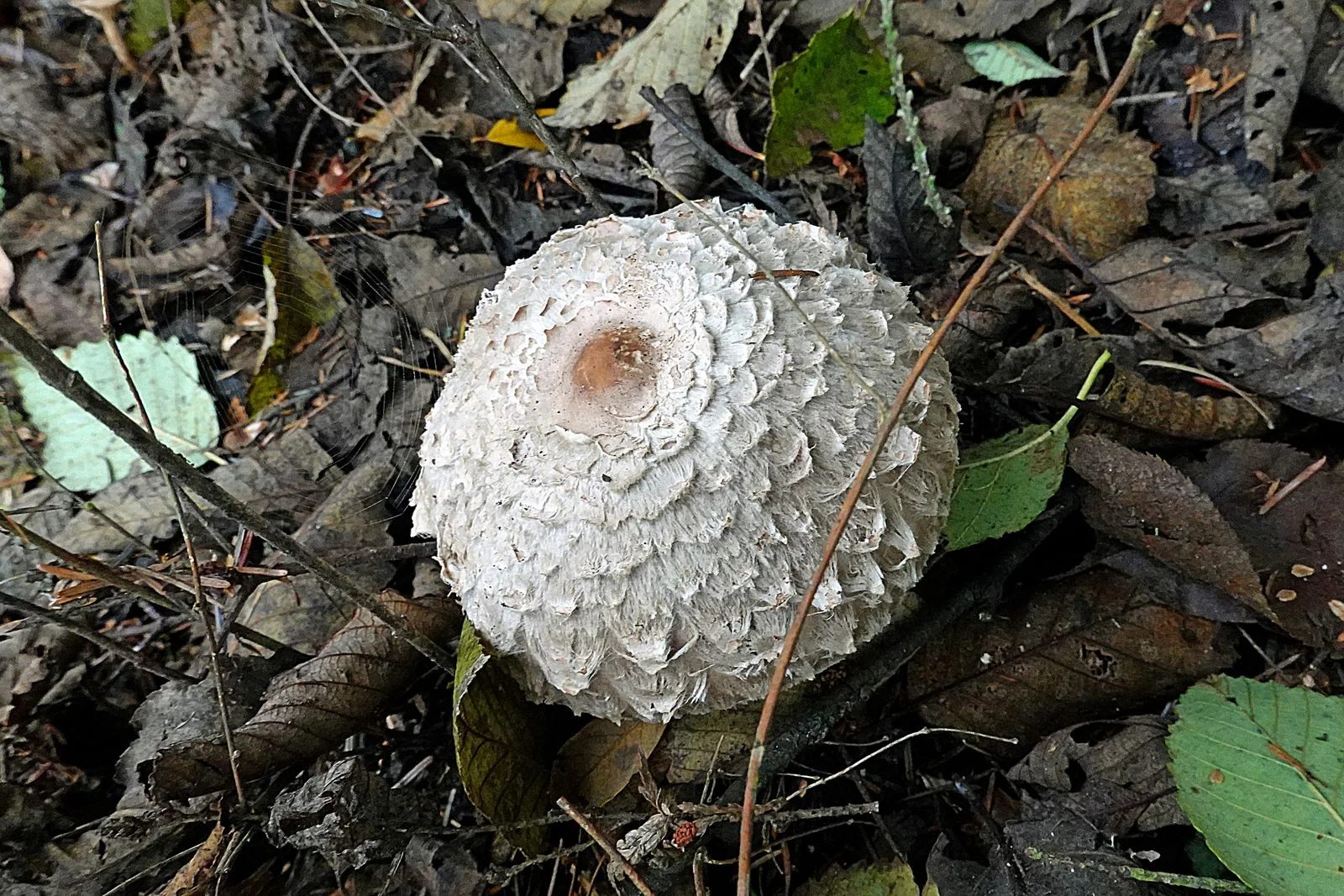 One of several mushrooms along the side of the trail