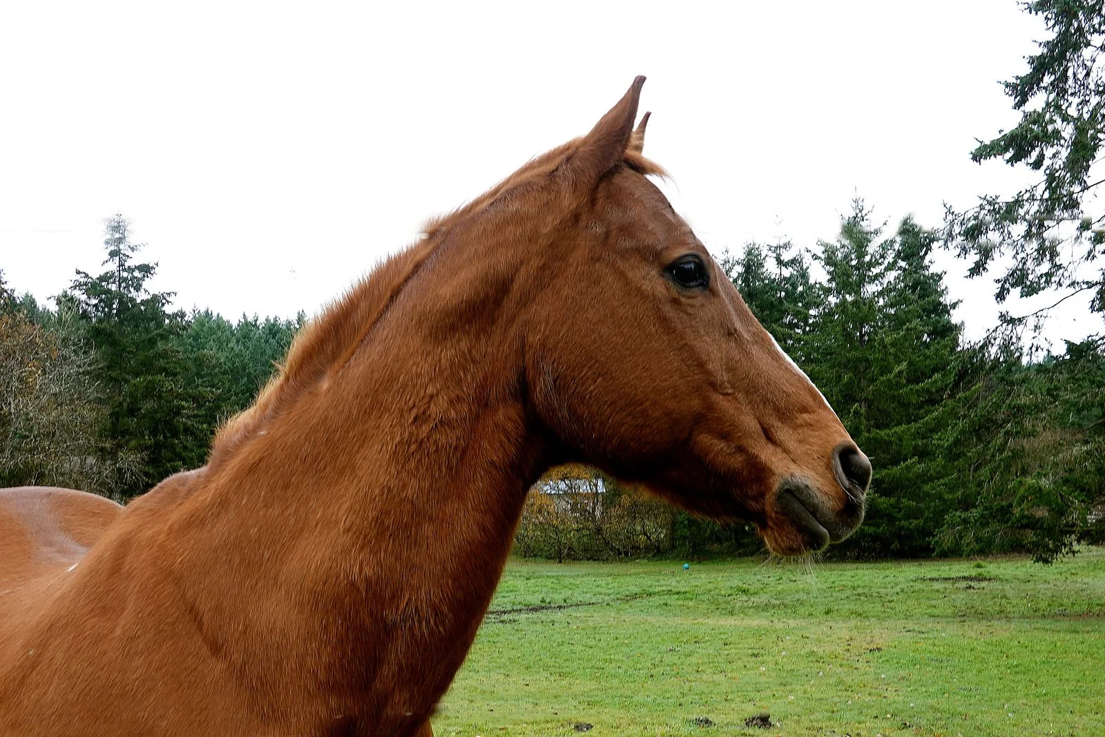 One of several horses we saw along the trail