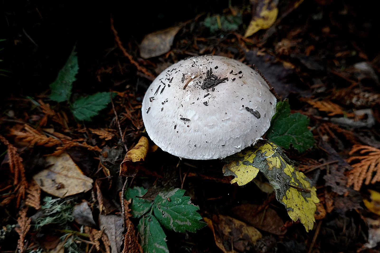 The last mushroom